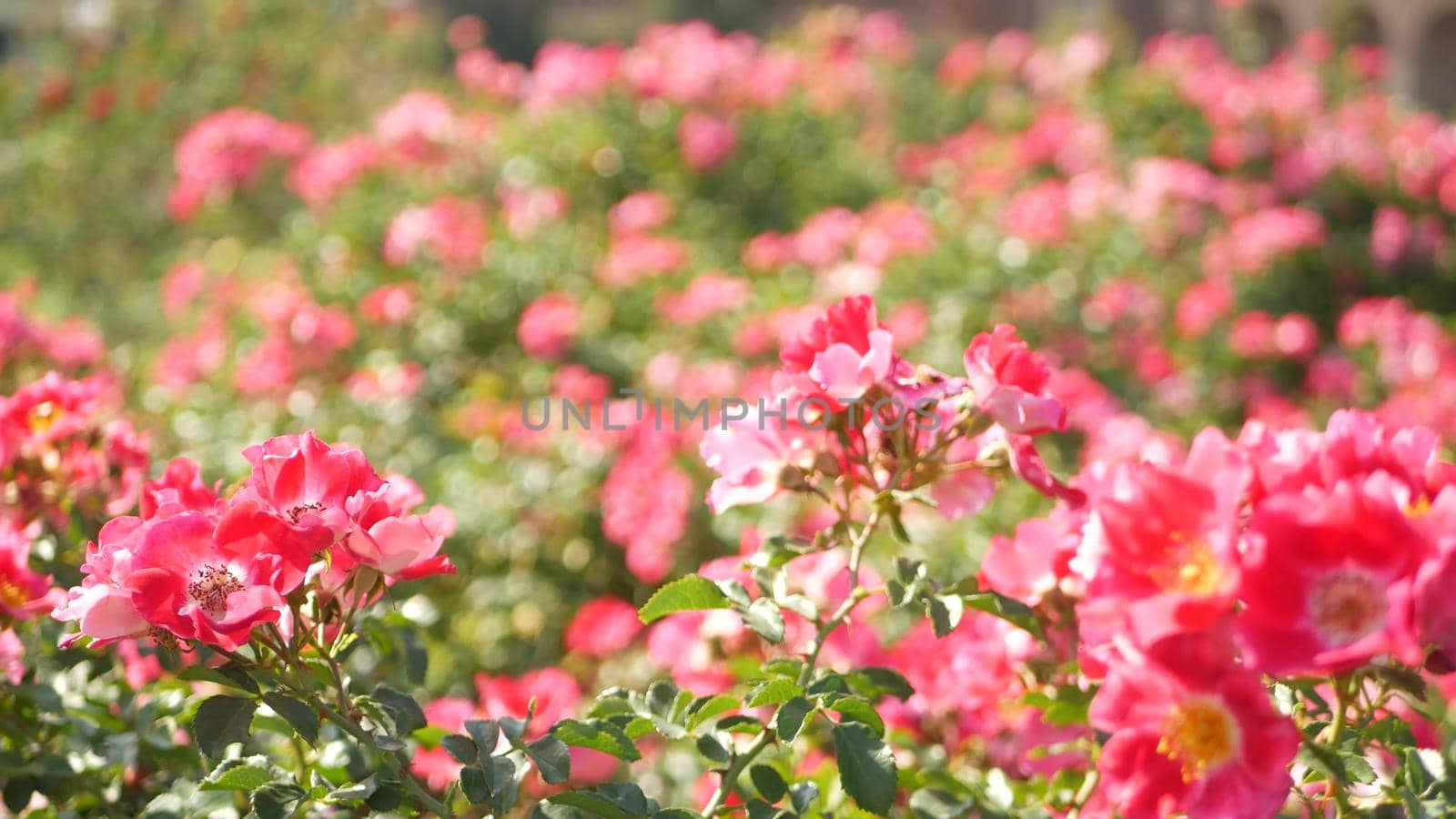 English roses garden. Rosarium Floral background. Tender flowers Blooming, honey bee collects pollen. Close-up of rosary flower bed. Flowering bush, selective focus with insects and delicate petals. by DogoraSun