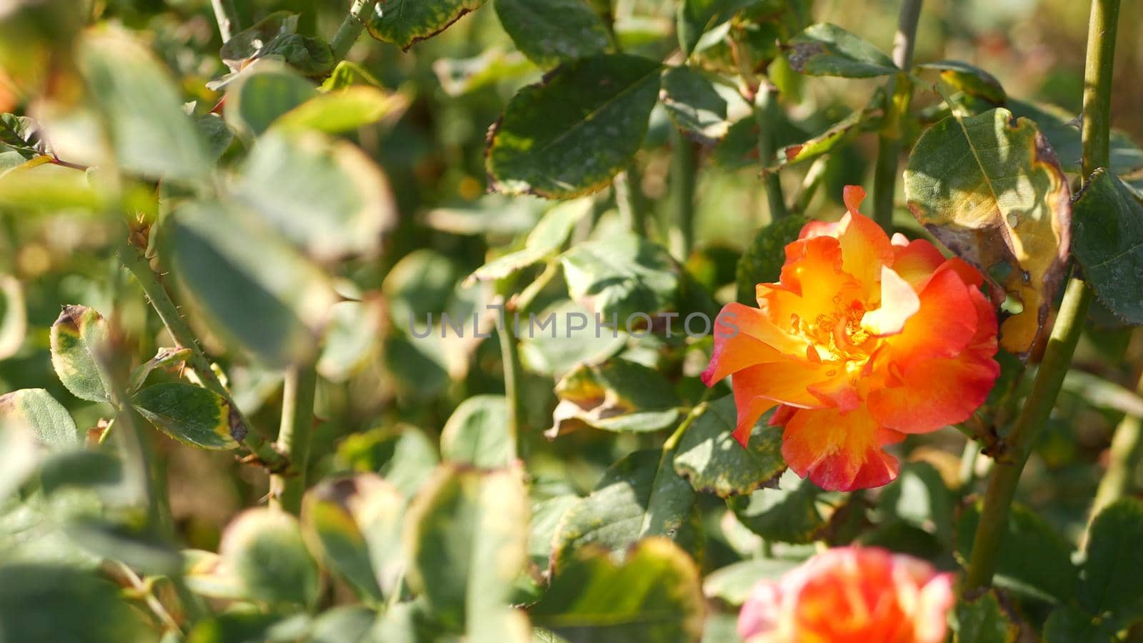 English roses garden. Rosarium Floral background. Tender flowers Blooming, honey bee collects pollen. Close-up of rosary flower bed. Flowering bush, selective focus with insects and delicate petals