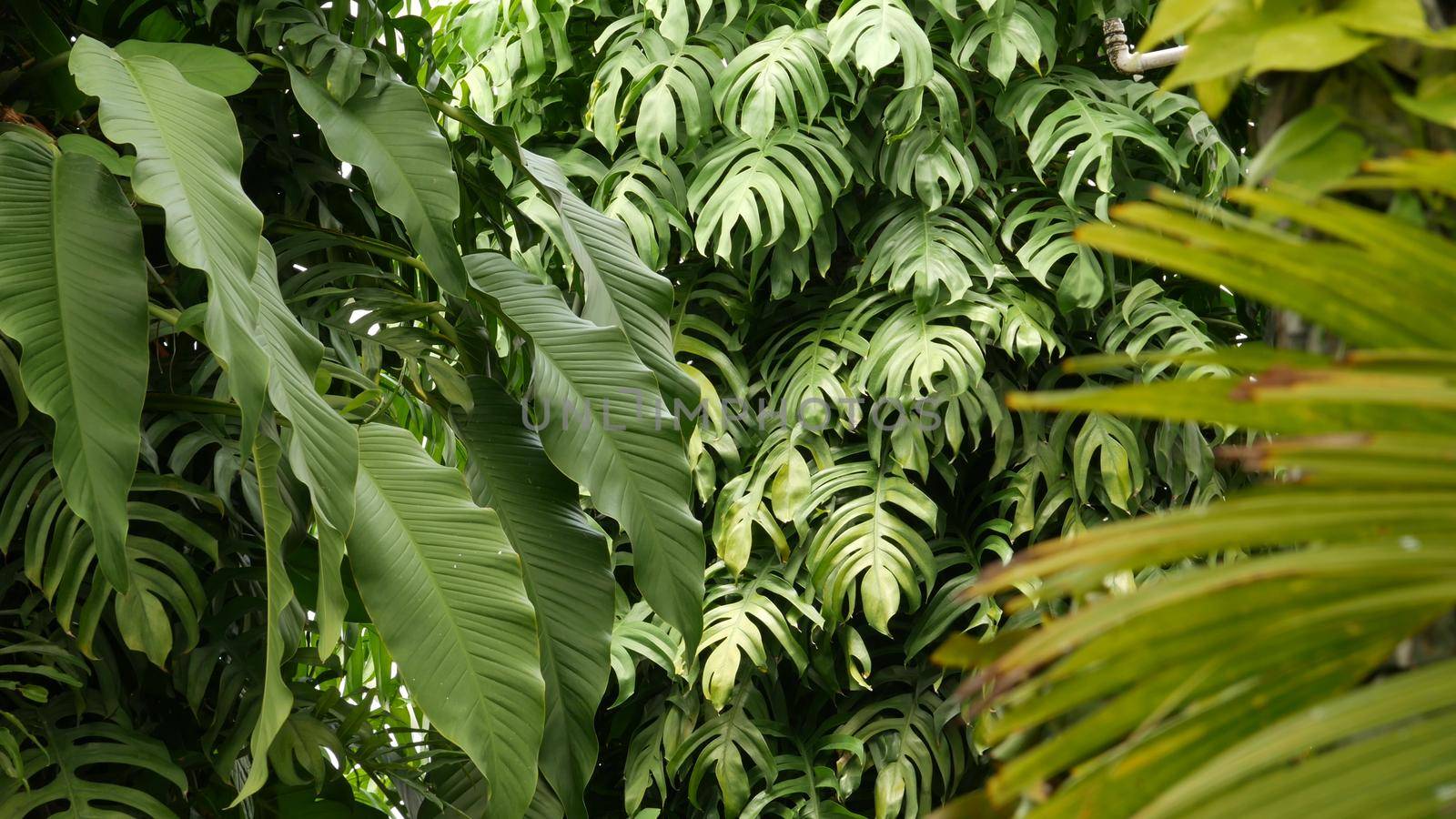 Juicy exotic tropical monstera leaves texture backdrop, copyspace. Lush foliage, greenery in paradise garden. Abstract natural dark green jungle vegetation background pattern, wild summer rain forest