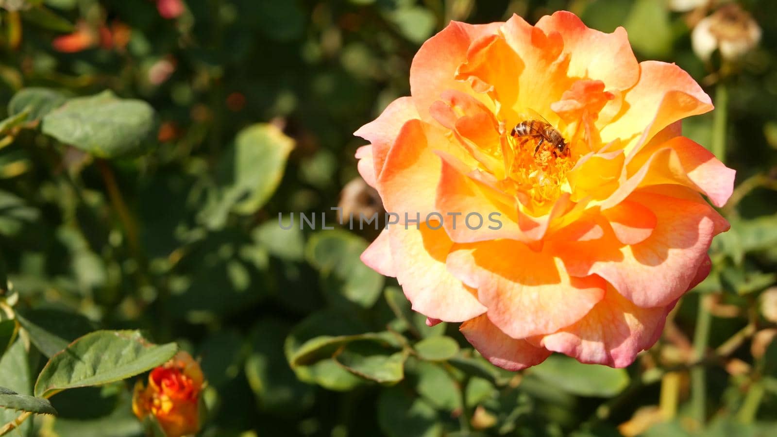 English roses garden. Rosarium Floral background. Tender flowers Blooming, honey bee collects pollen. Close-up of rosary flower bed. Flowering bush, selective focus with insects and delicate petals