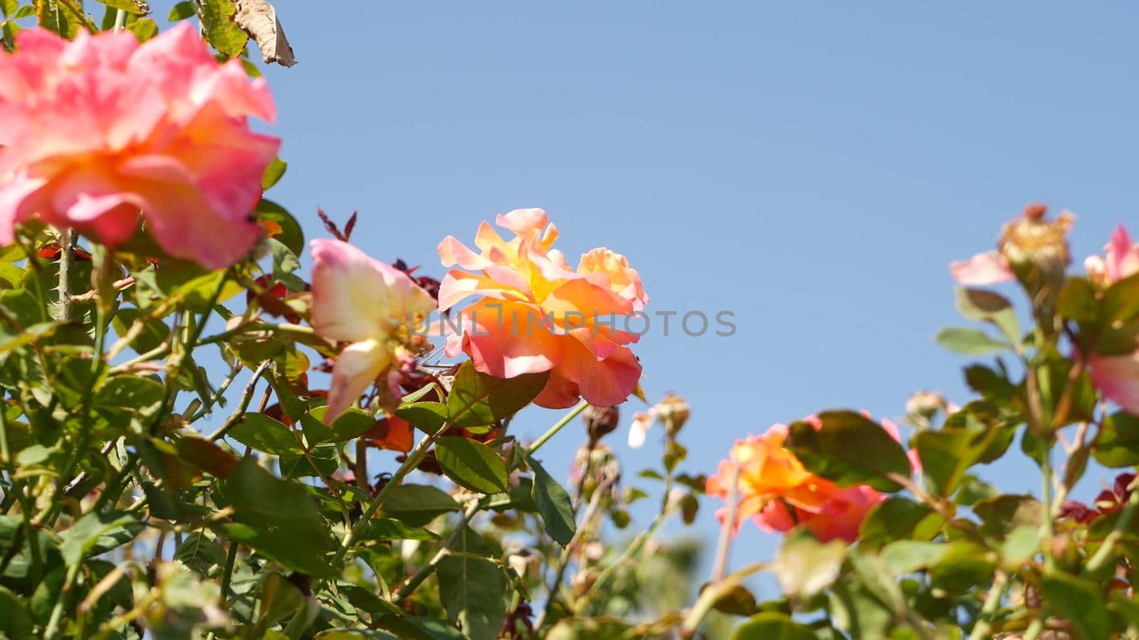 English roses garden. Rosarium Floral background. Tender flowers Blooming, honey bee collects pollen. Close-up of rosary flower bed. Flowering bush, selective focus with insects and delicate petals
