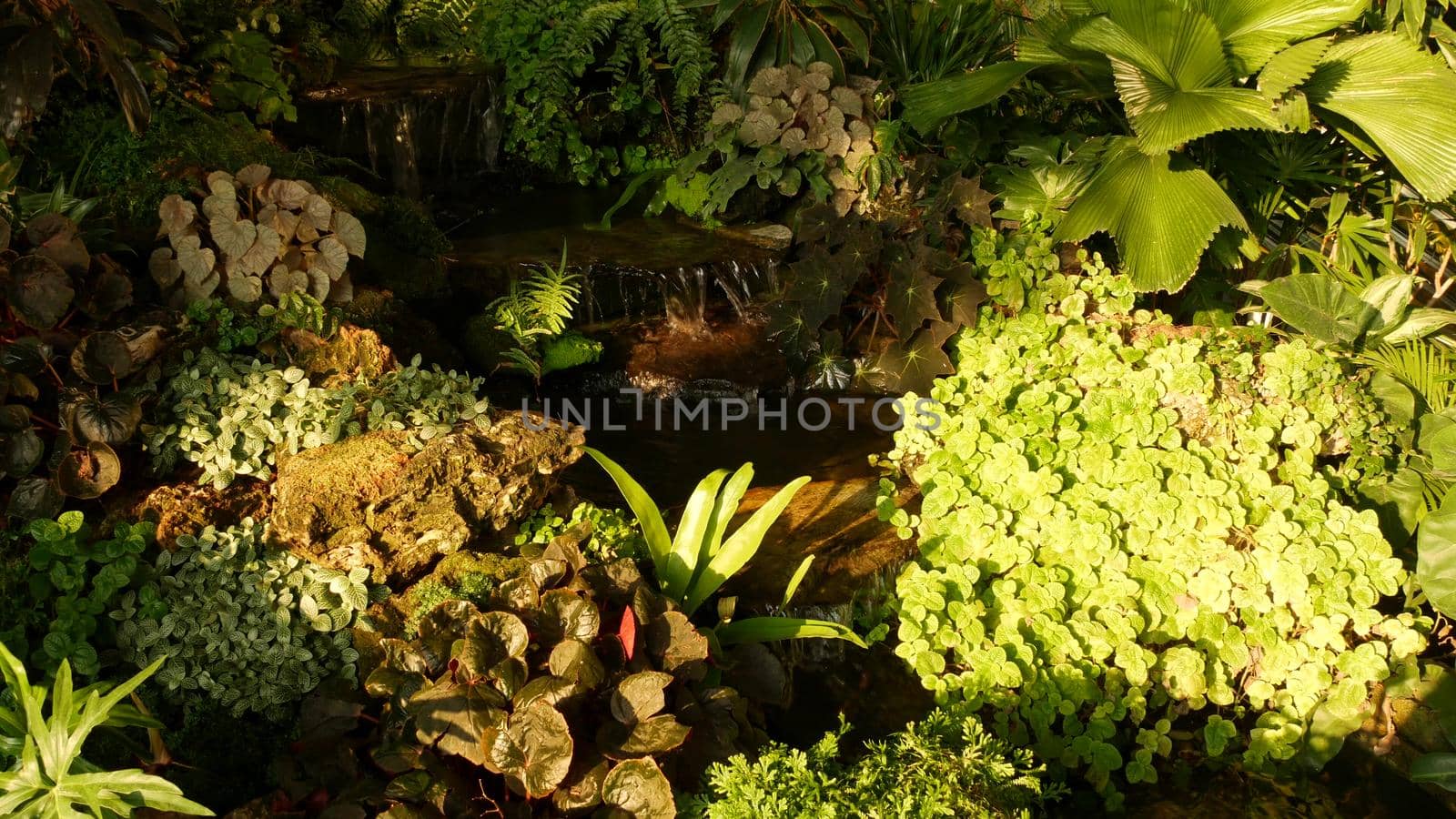 Tropical plants and cascade in beautiful garden. Various green tropical plants growing near small cascade with fresh water on sunny day in amazing garden