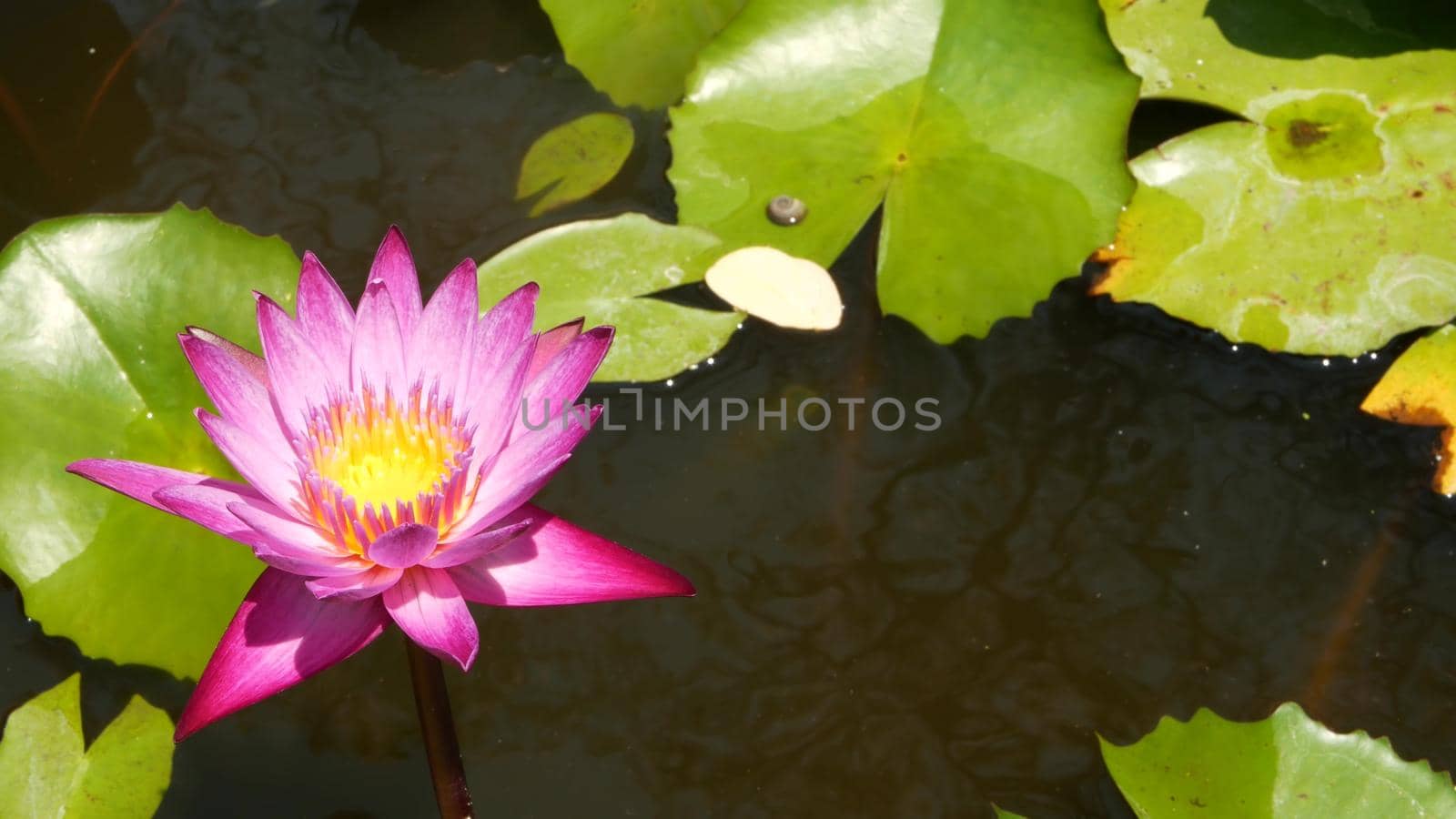 Floating water lilies in pond. From above of green leaves with pink water lily flowers floating in tranquil water. symbol of buddhist religion on sunny day by DogoraSun