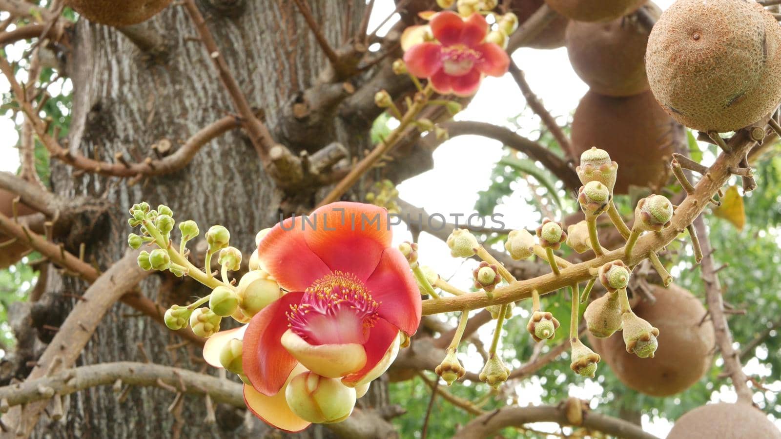 Exotic flowers and tree. Dangerous large powerful green tropical tree cannonball salalanga blooming beautiful orange pink tender flowers. Natural tropical exotic background.