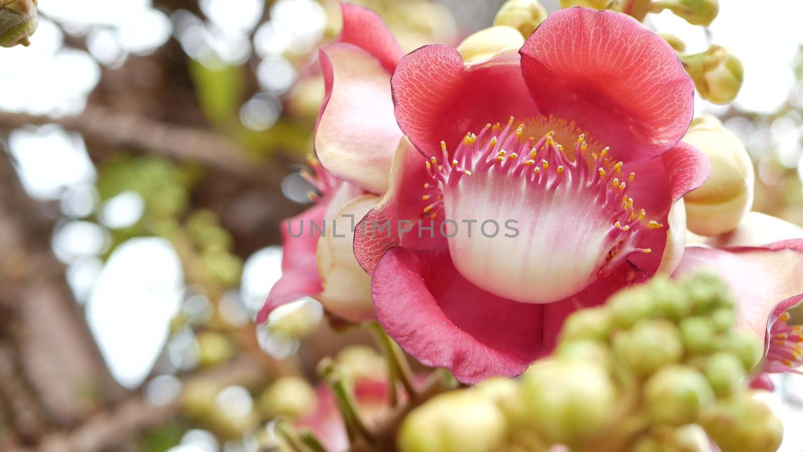 Exotic flowers and tree. Dangerous large powerful green tropical tree cannonball salalanga blooming beautiful orange pink tender flowers. Natural tropical exotic background by DogoraSun