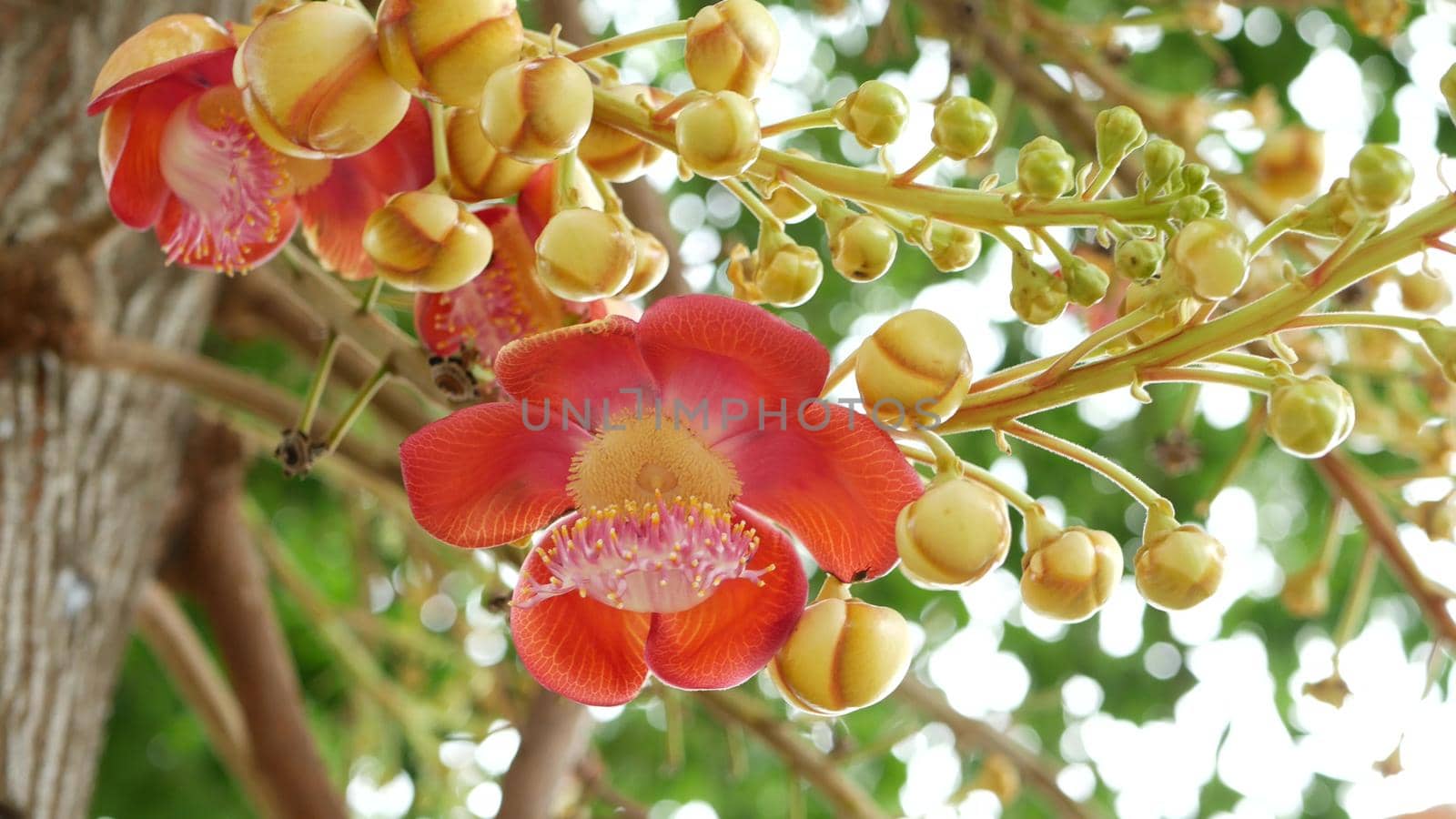Exotic flowers and tree. Dangerous large powerful green tropical tree cannonball salalanga blooming beautiful orange pink tender flowers. Natural tropical exotic background by DogoraSun