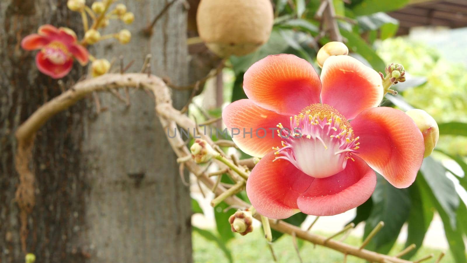 Exotic flowers and tree. Dangerous large powerful green tropical tree cannonball salalanga blooming beautiful orange pink tender flowers. Natural tropical exotic background.