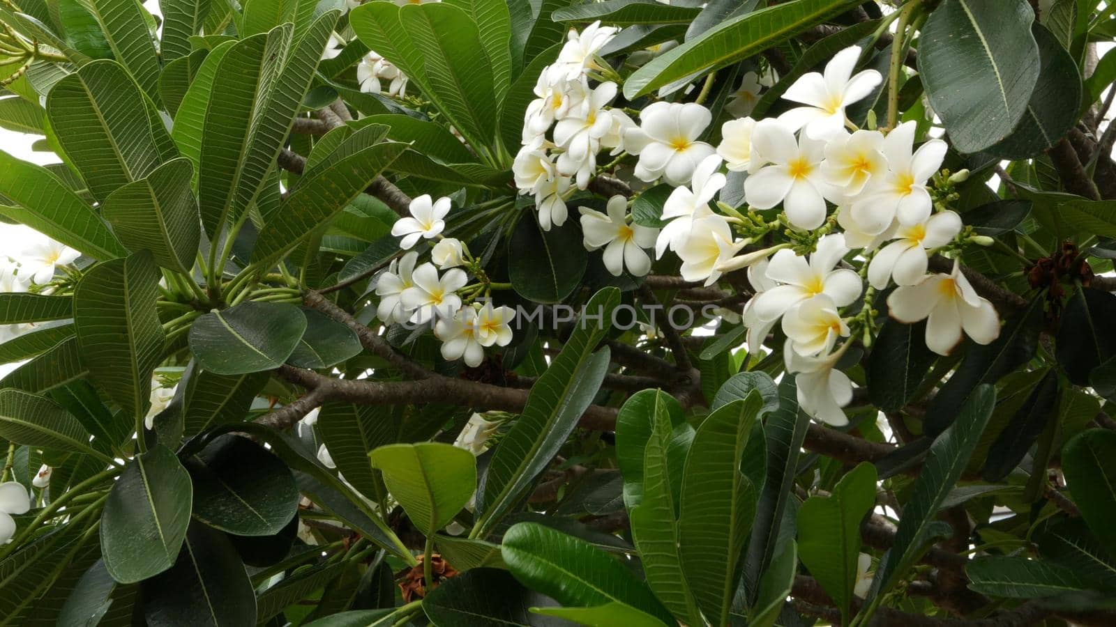 Many exotic white flowers. Blooming Frangipani Plumeria Leelawadee set of white tropical flowers on green tree. Natural tropical exotic background.