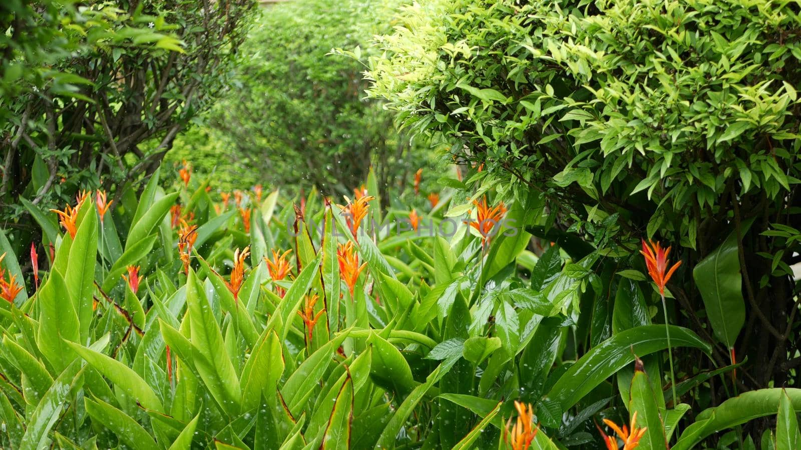 Water drops watering flowers. Drops of water irrigate green tropical foliage with flowers by DogoraSun