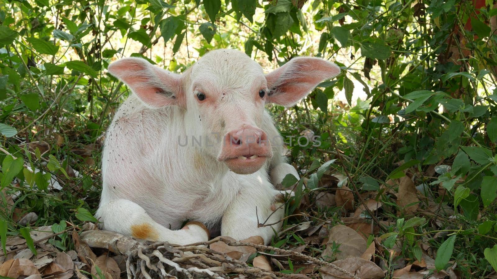 Water buffalo albino resting in greenery. Small funny unique and special albino baby bull grazing in greenery in Thailand. Agriculture concept, traditional livestock in Asia