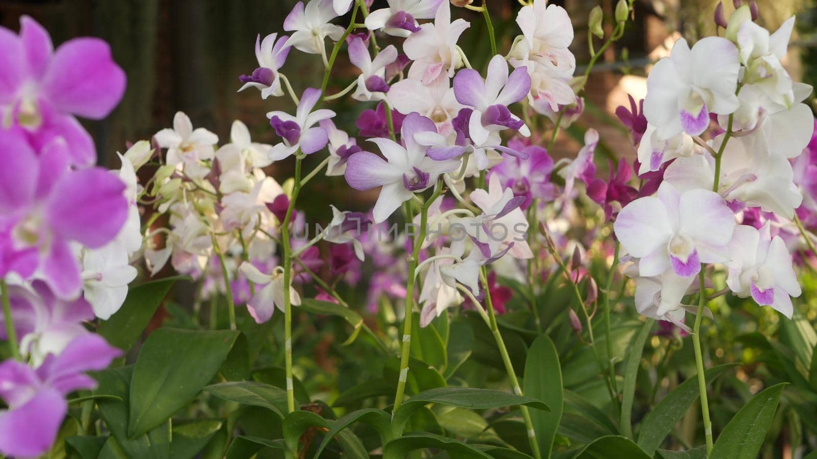 Beautiful lilac purple and magenta orchids growing on blurred background of green park. Close up macro tropical petals in spring garden among sunny rays. Exotic delicate floral blossom, copy space