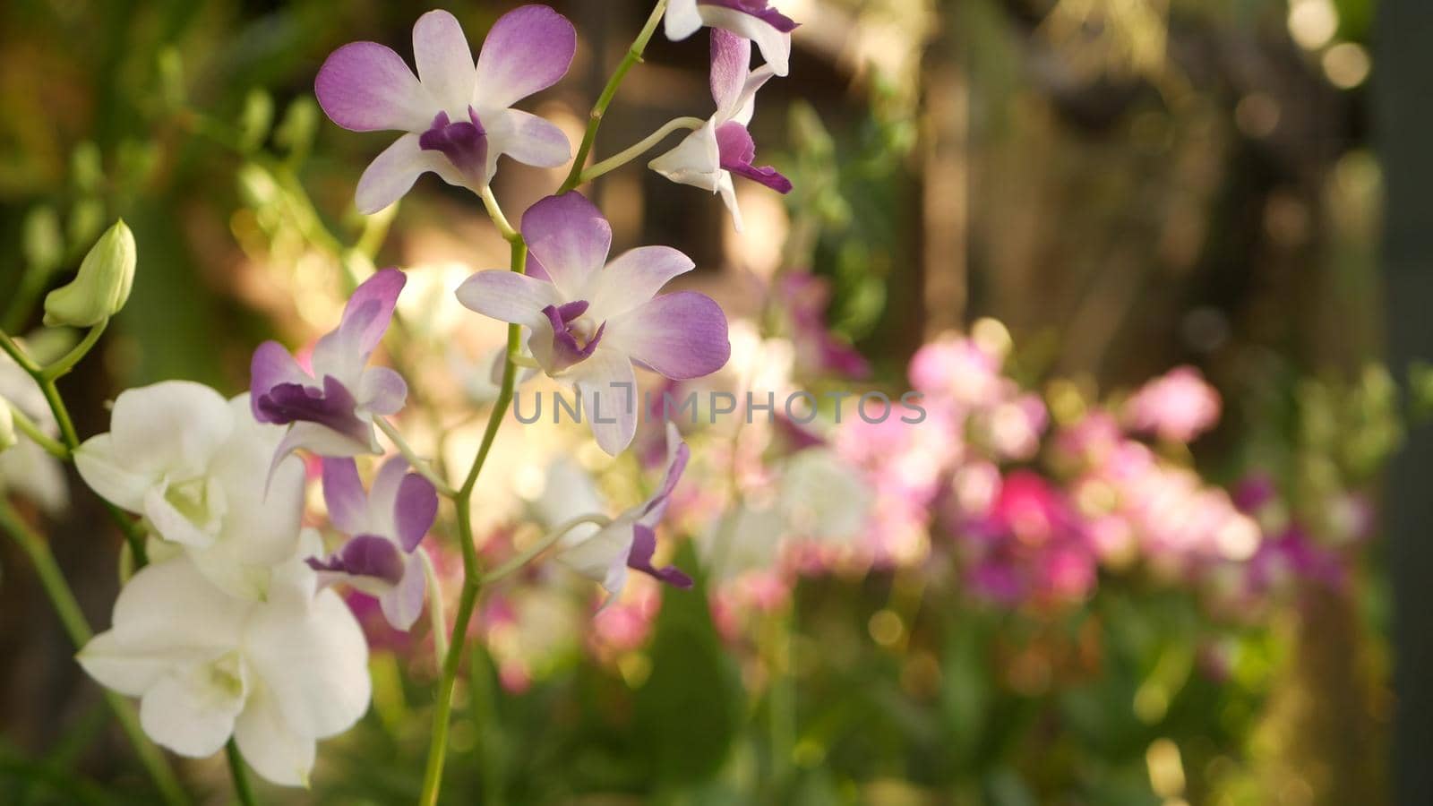 Beautiful lilac purple and magenta orchids growing on blurred background of green park. Close up macro tropical petals in spring garden among sunny rays. Exotic delicate floral blossom, copy space