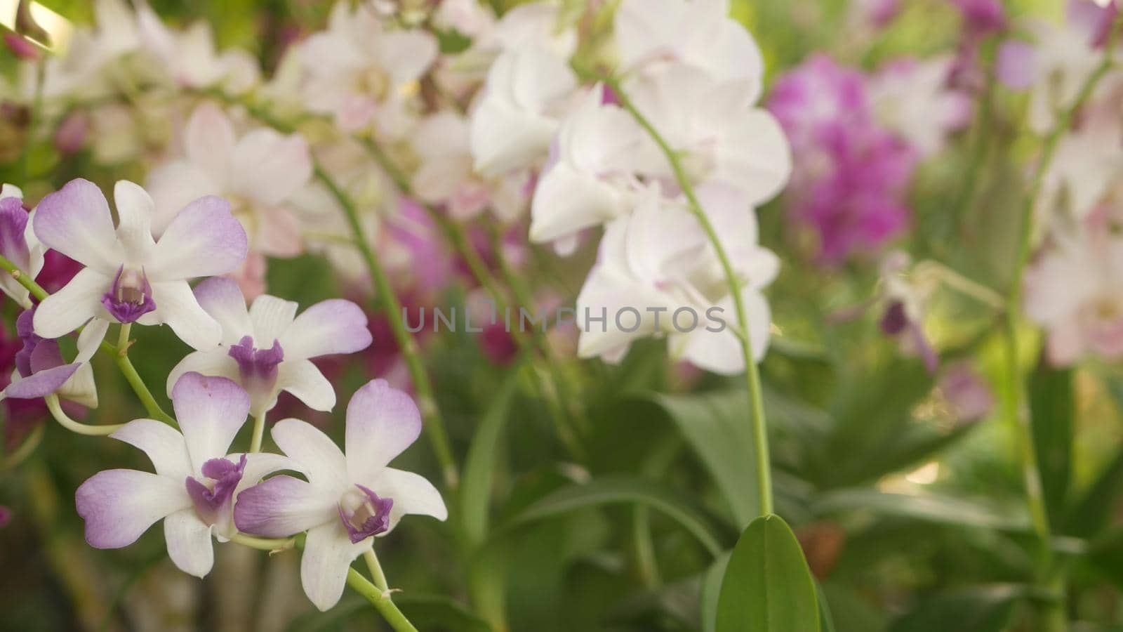 Beautiful lilac purple and magenta orchids growing on blurred background of green park. Close up macro tropical petals in spring garden among sunny rays. Exotic delicate floral blossom, copy space