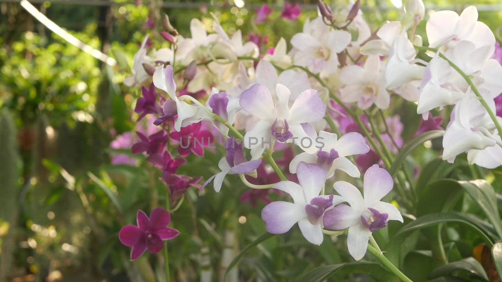 Beautiful lilac purple and magenta orchids growing on blurred background of green park. Close up macro tropical petals in spring garden among sunny rays. Exotic delicate floral blossom, copy space