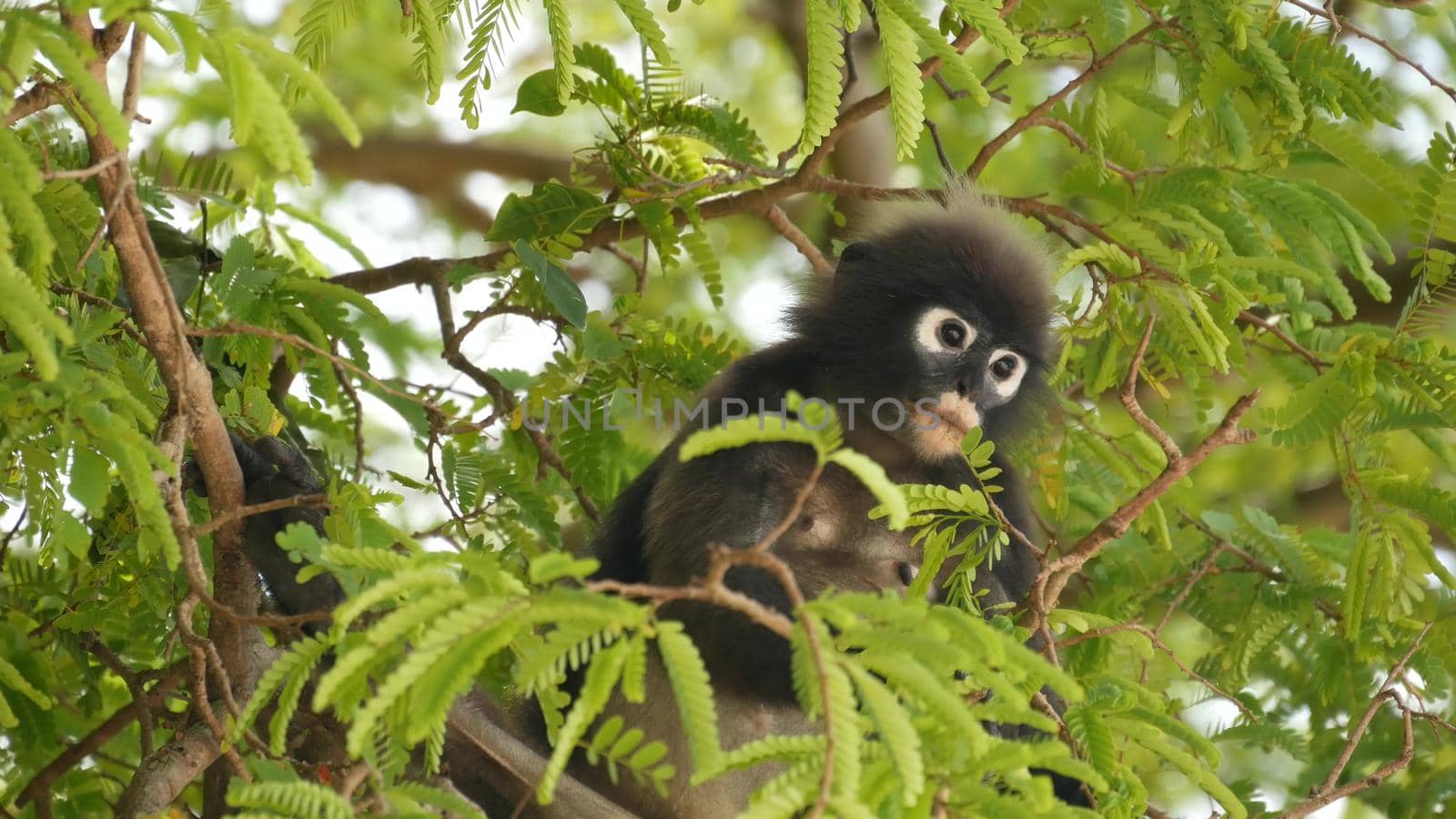 Cute spectacled leaf langur, dusky monkey on tree branch amidst green leaves in Ang Thong national park in natural habitat. Wildlife of endangered species of animals. Environment conservation concept.