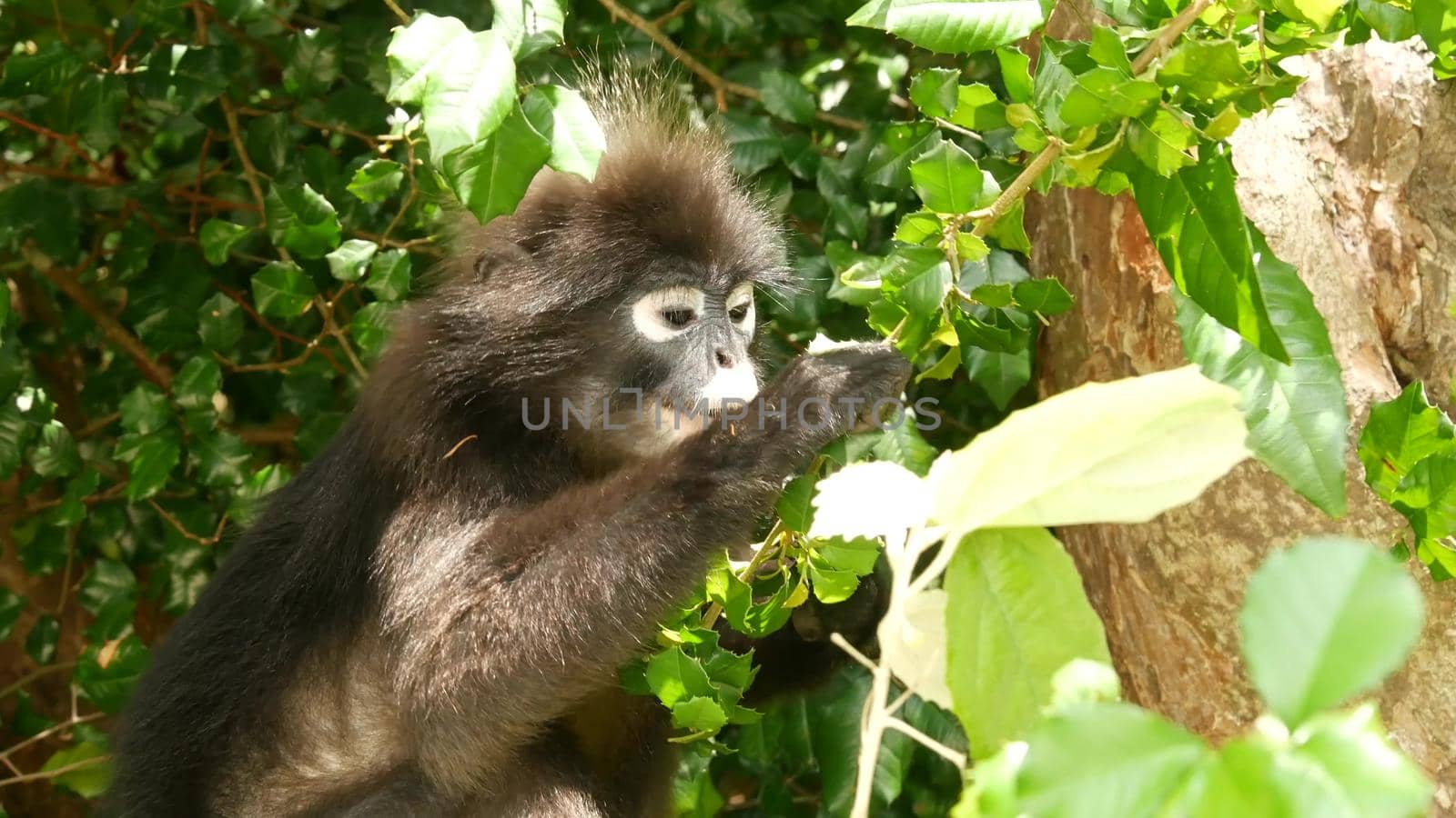 Cute spectacled leaf langur, dusky monkey on tree branch amidst green leaves in Ang Thong national park in natural habitat. Wildlife of endangered species of animals. Environment conservation concept by DogoraSun