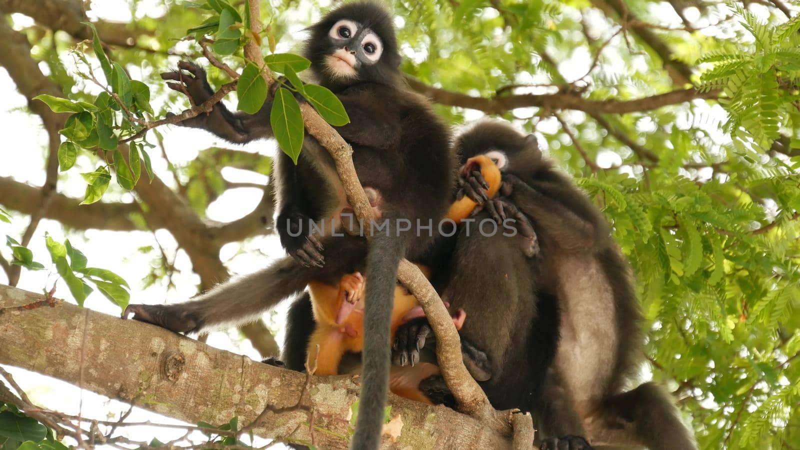 Cute spectacled leaf langur, dusky monkey on tree branch amidst green leaves in Ang Thong national park in natural habitat. Wildlife of endangered species of animals. Environment conservation concept.