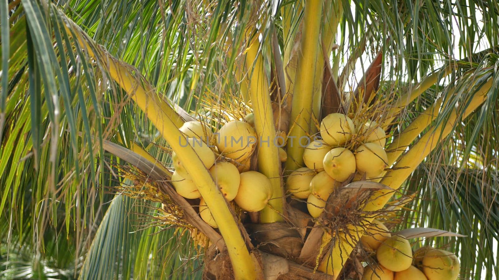 Close-up of exotic yellow unripe young fresh coconuts growing on green palm among leaves on sunny day. Natural texture. Tropical symbol, summer evergreen plant. Healthy organic vegetarian food