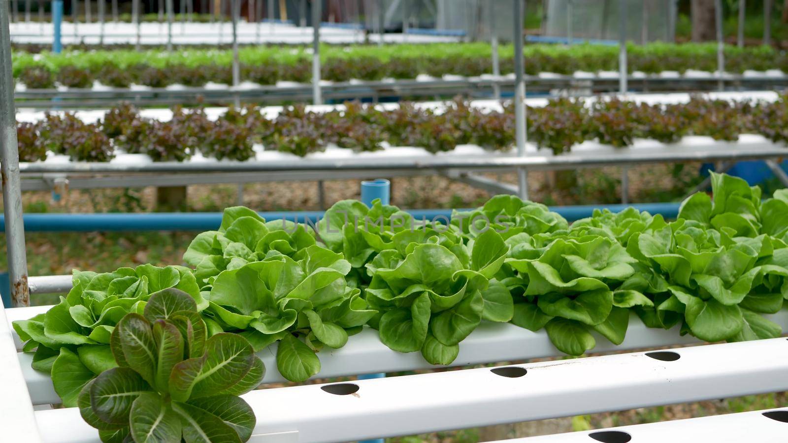 Rows of fresh juicy plants growing on modern ecological hydroponic farm, garden beds. Concept of healthy, eco friendly balanced diet rich in vitamins. Agricultural technologies, go green innovations