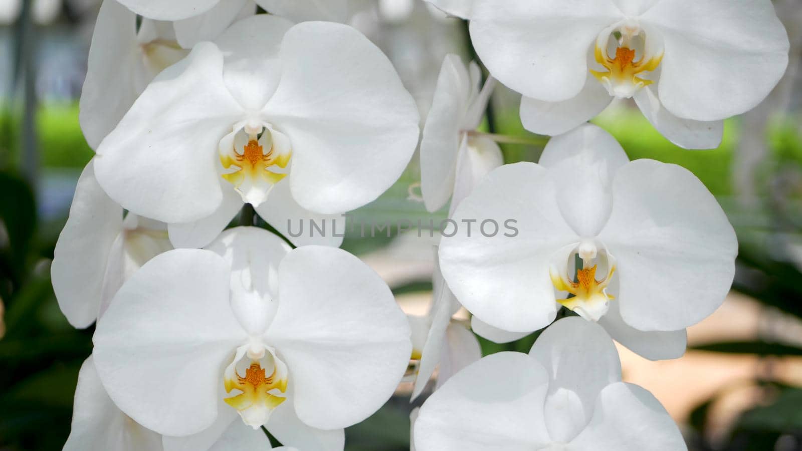 Delicate white elegant orchid flowers with yellow centers in sunlight. Close up macro of tropical petals in spring garden. Abstract natural exotic background with copy space. Floral blossom pattern