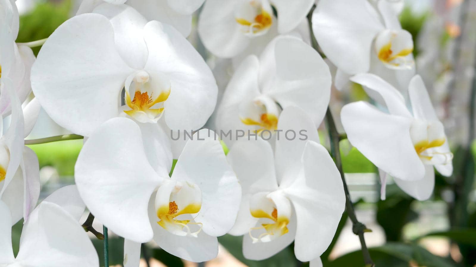 Delicate white elegant orchid flowers with yellow centers in sunlight. Close up macro of tropical petals in spring garden. Abstract natural exotic background with copy space. Floral blossom pattern