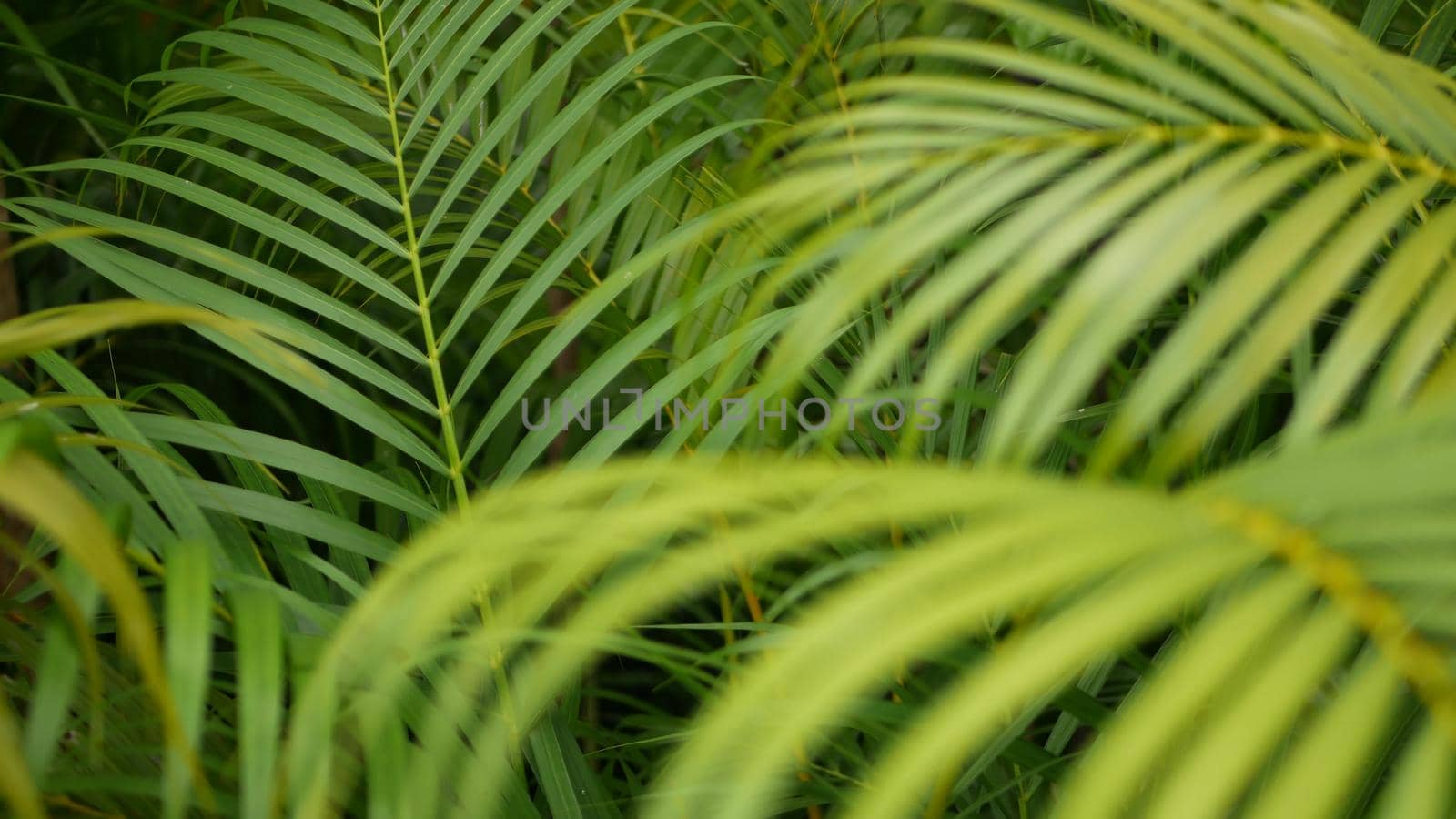 Bright juicy exotic tropical greenery in jungle. Selective focus natural organic background, unusual plant foliage. Calm relaxing wild paradise rainforest abstract fresh leaves texture, bokeh. Ecology