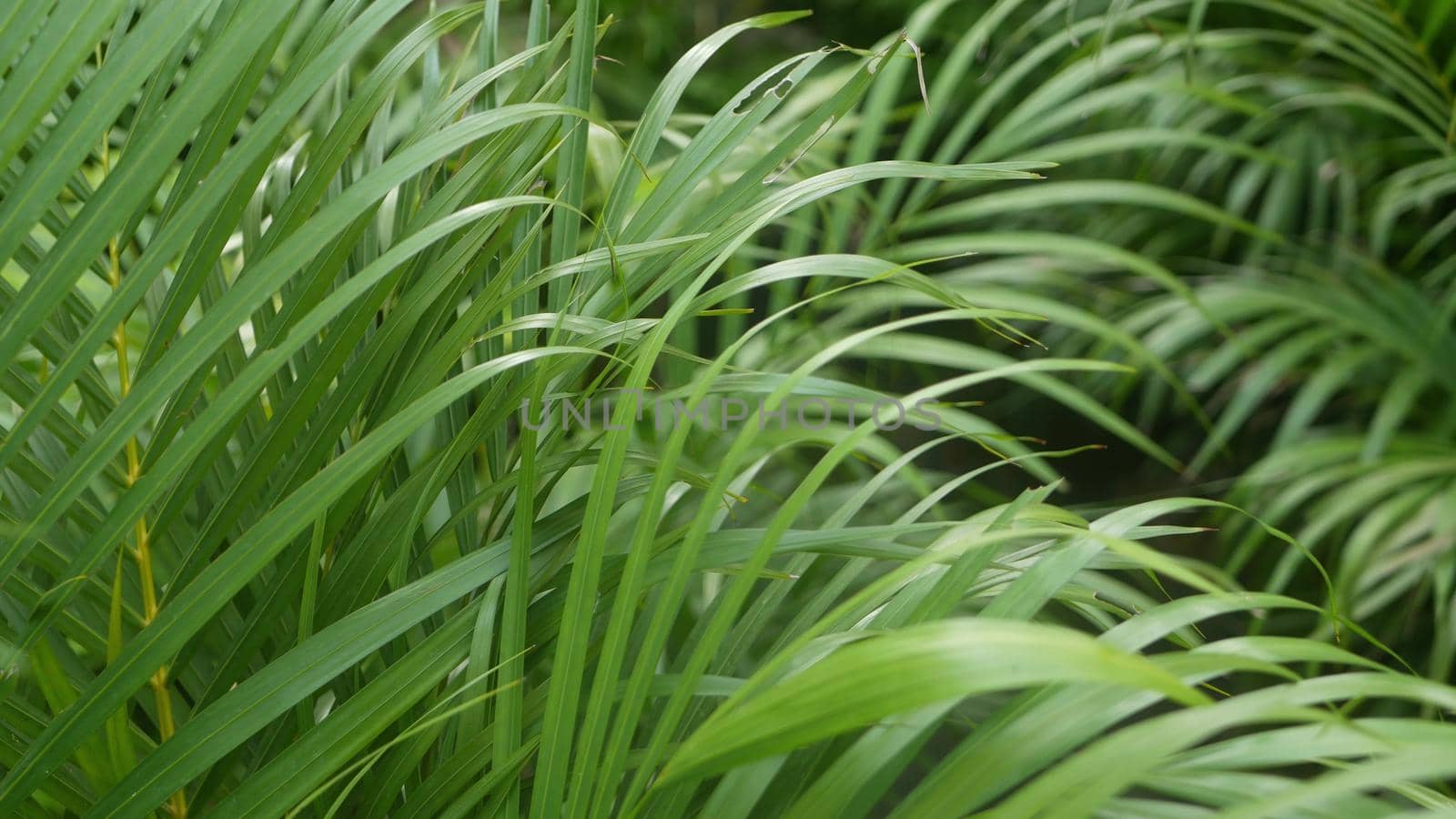 Bright juicy exotic tropical greenery in jungle. Selective focus natural organic background, unusual plant foliage. Calm relaxing wild paradise rainforest abstract fresh leaves texture, bokeh. by DogoraSun