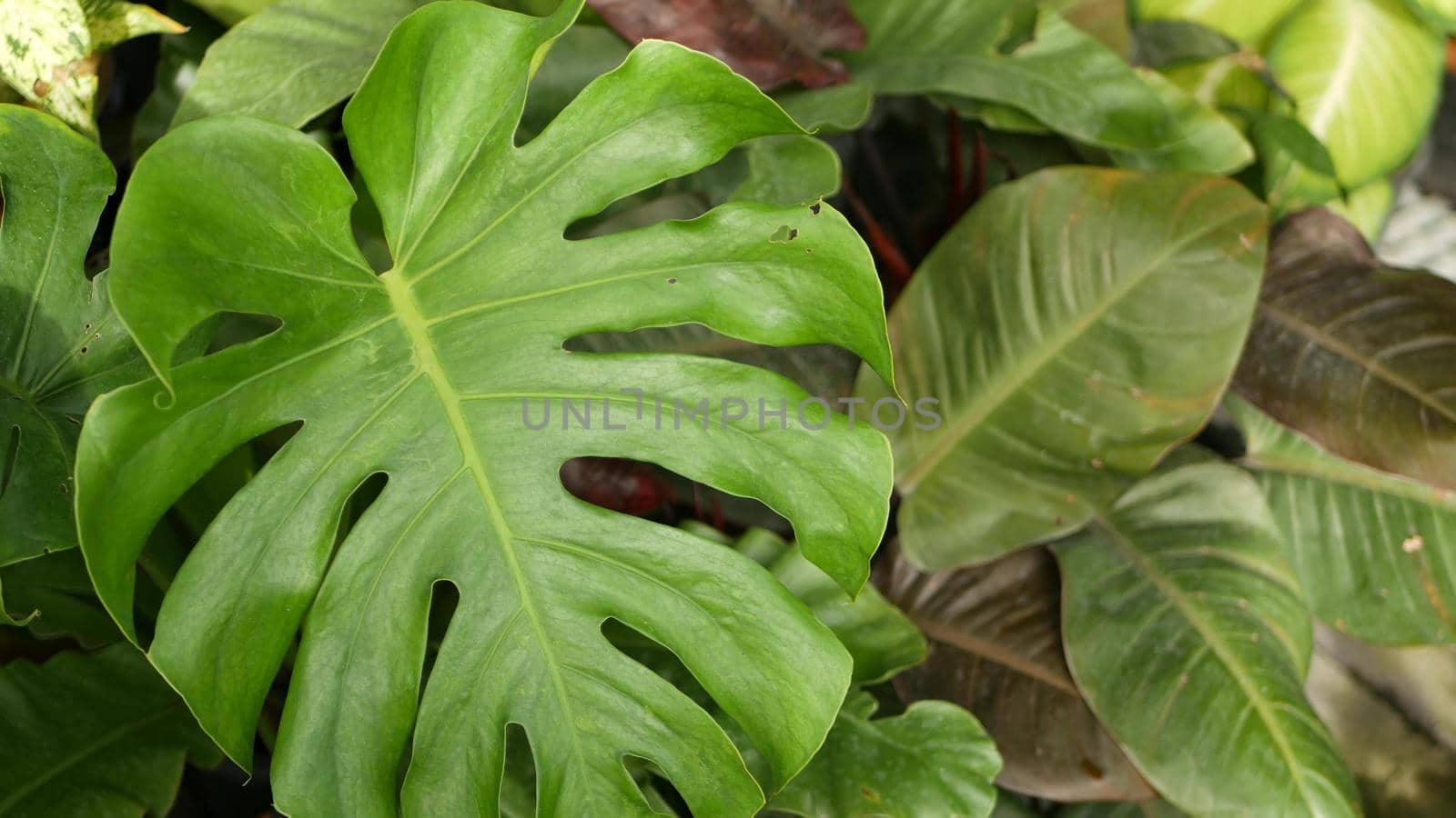 Bright juicy exotic tropical greenery in jungle. Selective focus natural organic background, unusual plant foliage. Calm relaxing wild paradise rainforest abstract fresh leaves texture, bokeh. Ecology