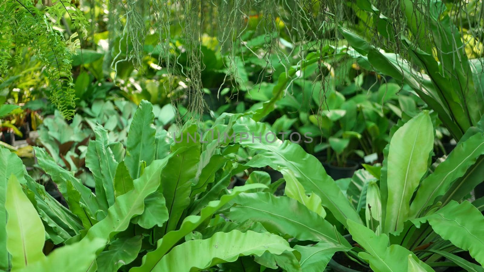 Bright juicy exotic tropical greenery in jungle. Selective focus natural organic background, unusual plant foliage. Calm relaxing wild paradise rainforest abstract fresh leaves texture, bokeh. Ecology