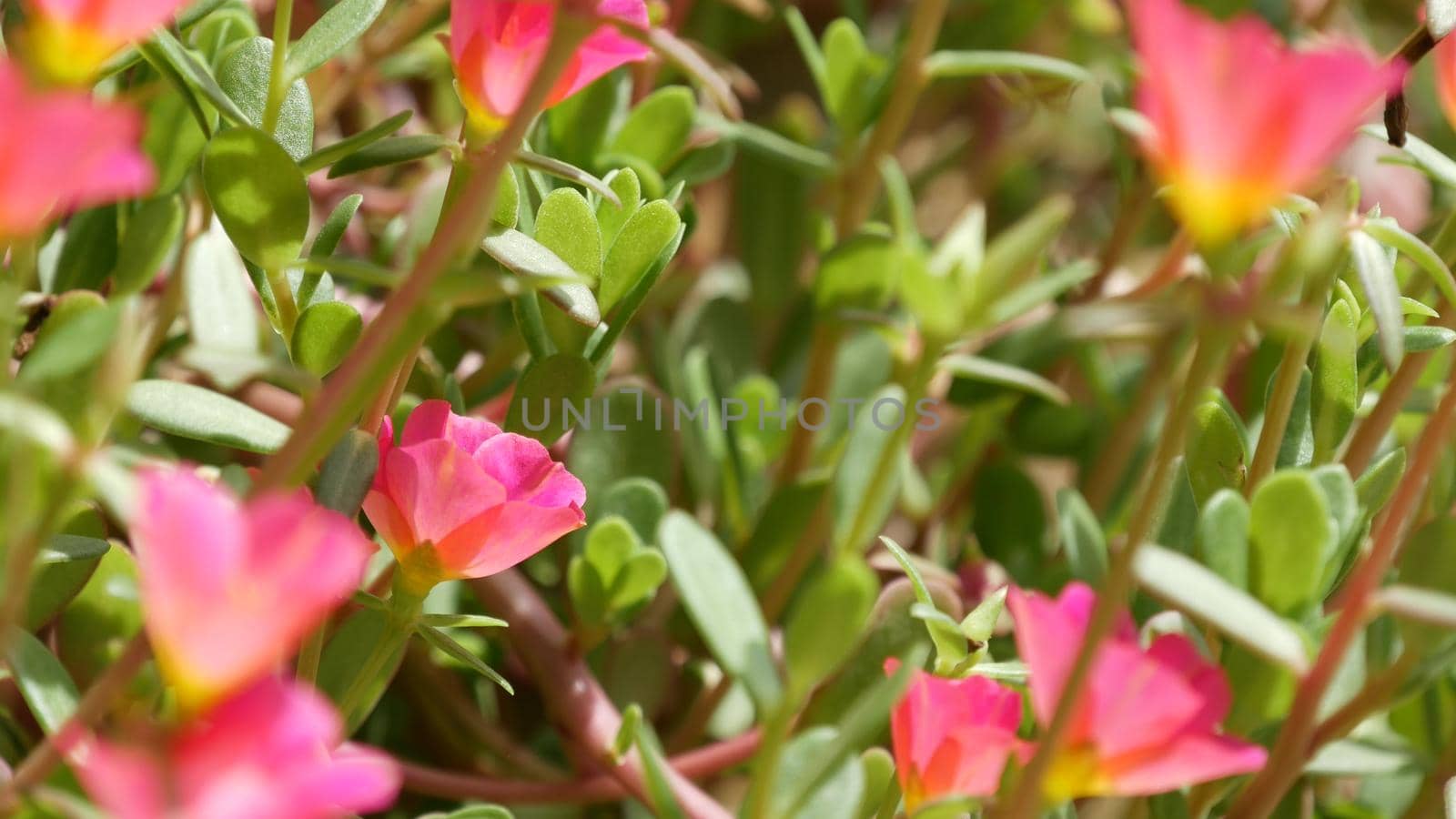 Pink flowers growing in garden. Beautiful pink flowers growing on green flowerbed on sunny day in park in summer.