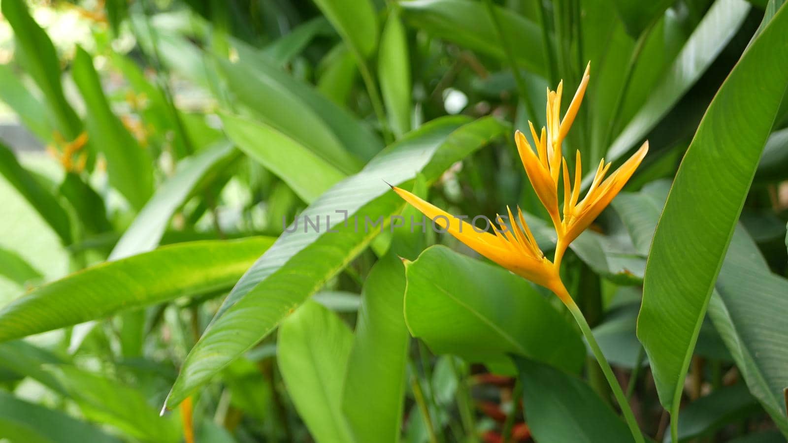 Orange and yellow heliconia, Strelitzia, Bird of Paradise macro close-up, green leaves in background. Paradise tropical exotic flower blooming in rainforest or garden. Soft selective focus, copy space