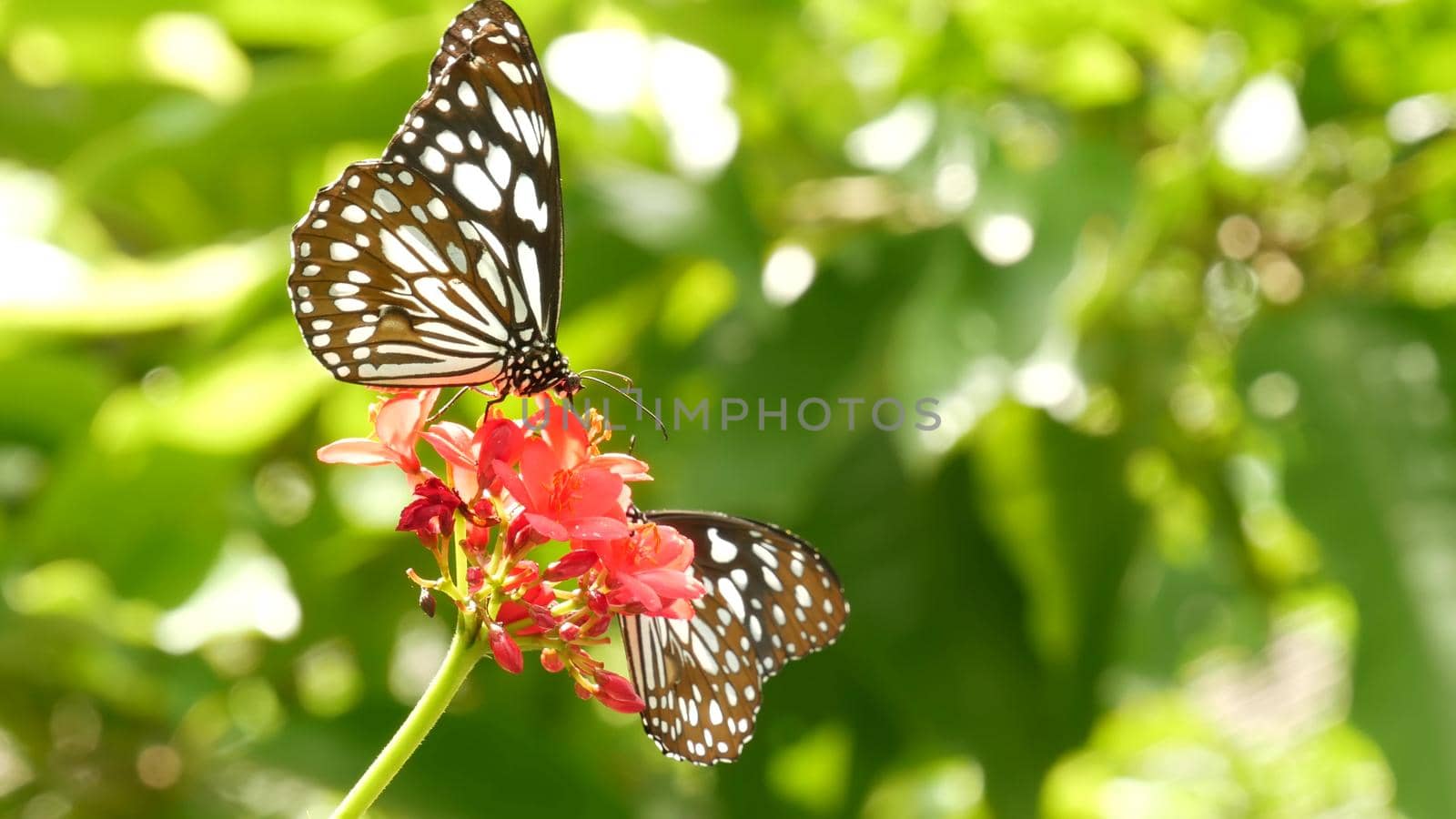 Tropical exotic butterfly in jungle rainforest sitting on green leaves, macro close up. Spring paradise, lush foliage natural background, defocused greenery in the woods. Fresh sunny romantic garden by DogoraSun