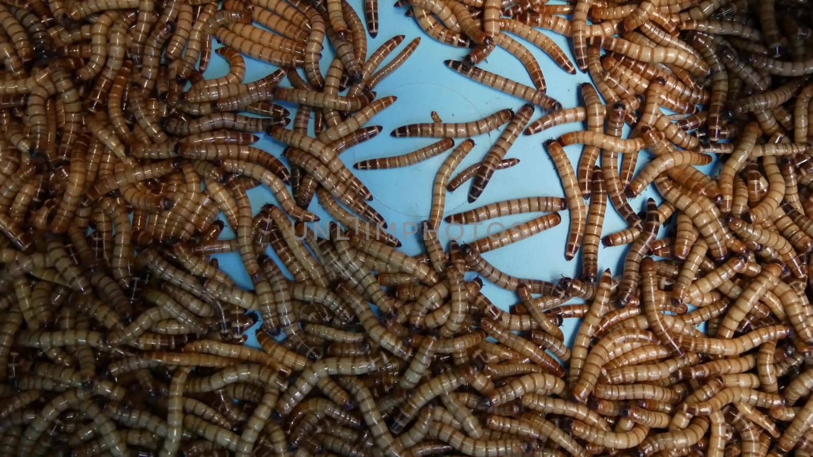Many beetle larvae crawling in container. Small alive mealworms for food preparation crawling on bottom of container on market.