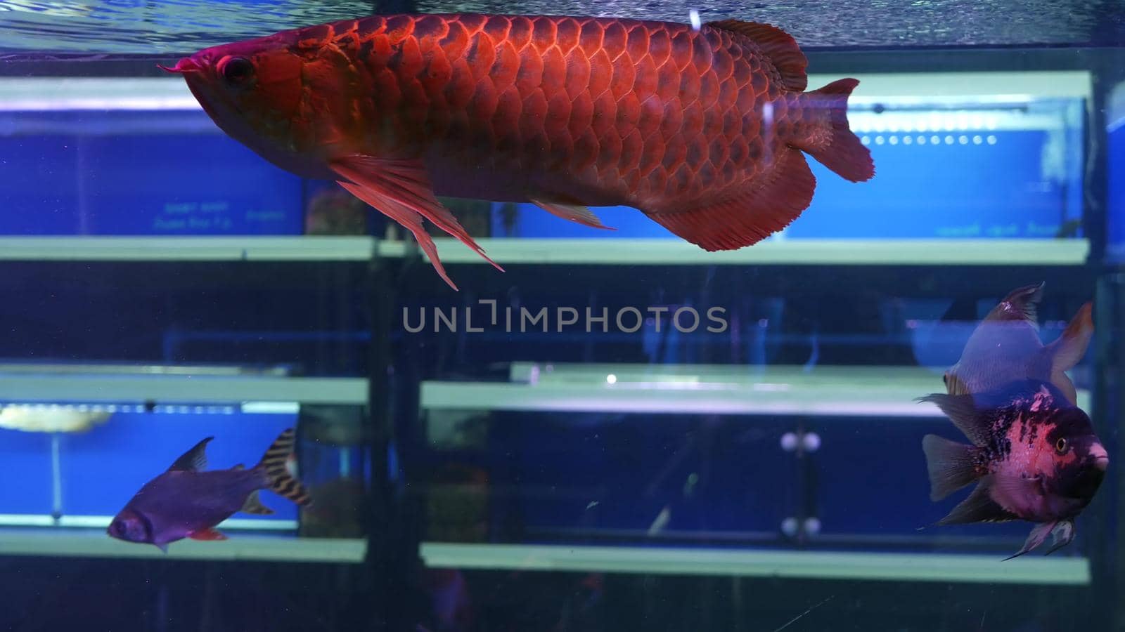 Diversity of tropical fishes in exotic decorative aquarium. Assortment in chatuchak fish market pet shops. Close up of colorful pets displayed on stalls. Variety for sale on counter, trading on bazaar by DogoraSun