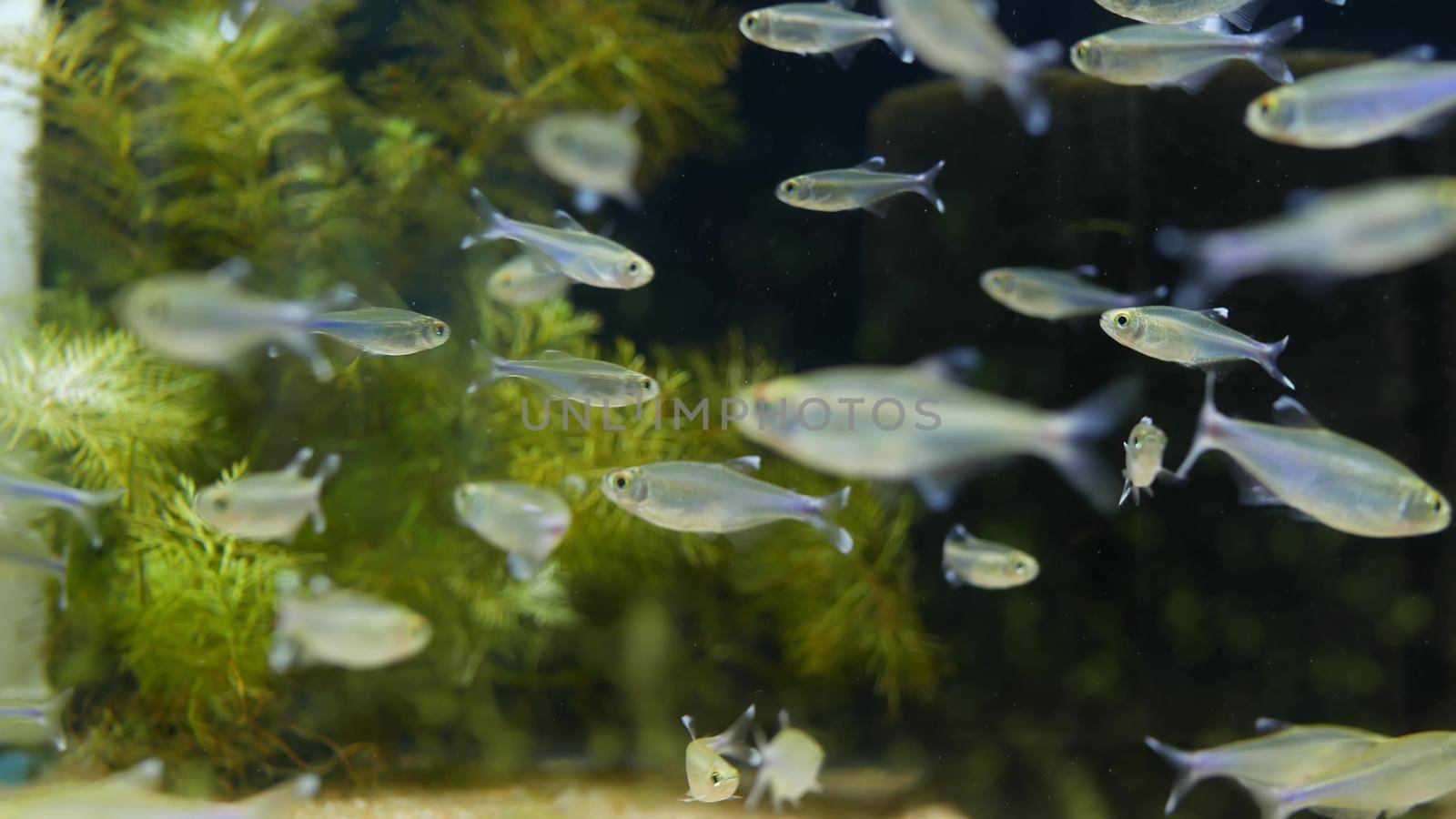 Diversity of tropical fishes in exotic decorative aquarium. Assortment in chatuchak fish market pet shops. Close up of colorful pets displayed on stall. Variety for sale on counter, trading on bazaar