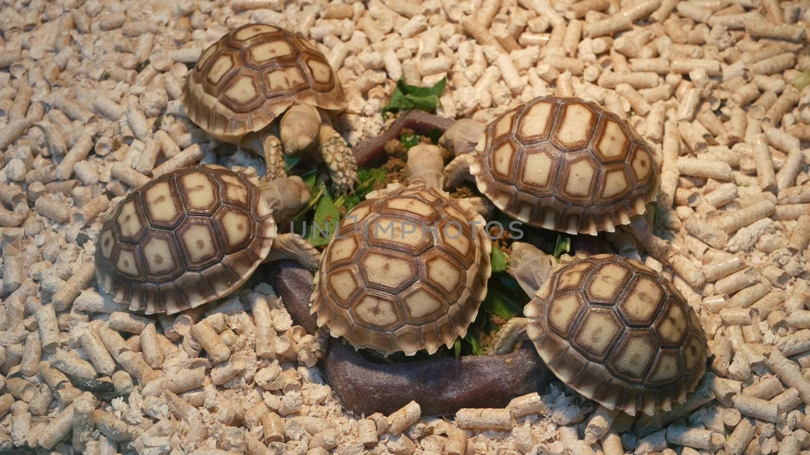 Small tortoises on pet market. From above little tortoises being kept in captivity on Chatuchak pets Market in Bangkok, Thailand by DogoraSun