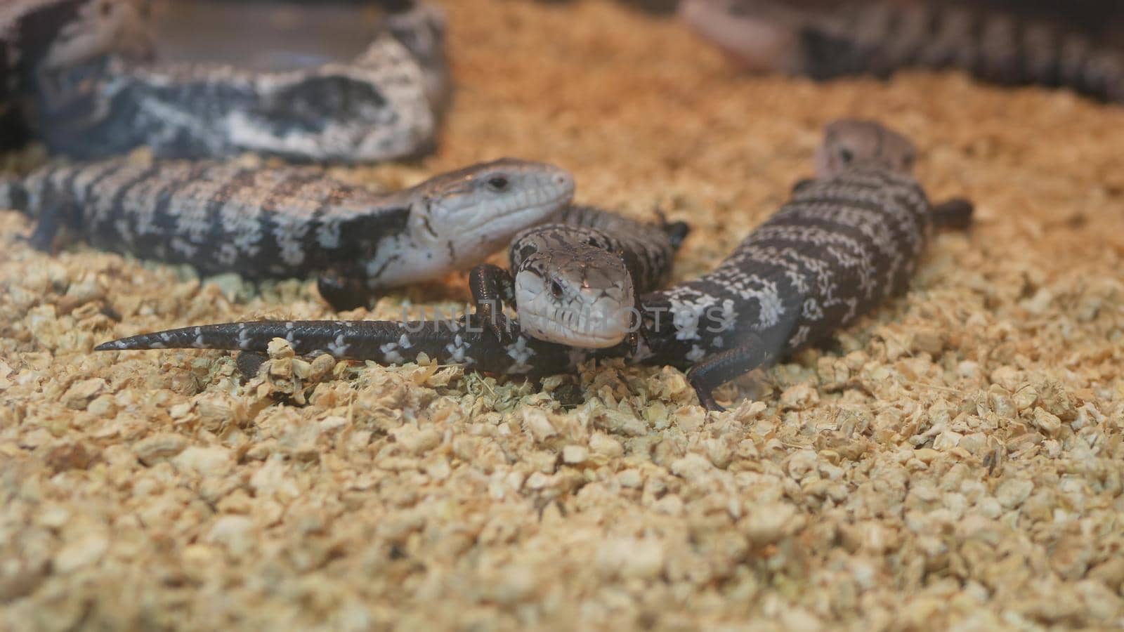 Baby lizards chilling in terrarium. Small lizard lying and resting inside hot terrarium on Chatuchak Market in Bangkok, Thailand.