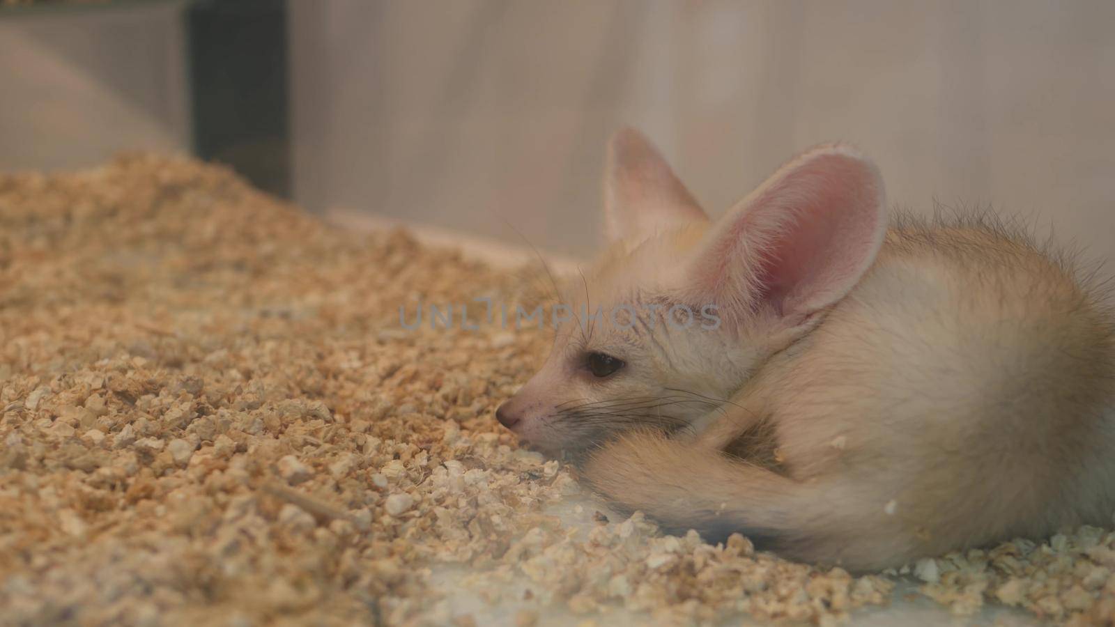 Unhappy fennec lying on cage floor. Cute sad fennec fox lying on wooden pellets while being trapped in cage on Chatuchak Market in Bangkok, Thailand by DogoraSun