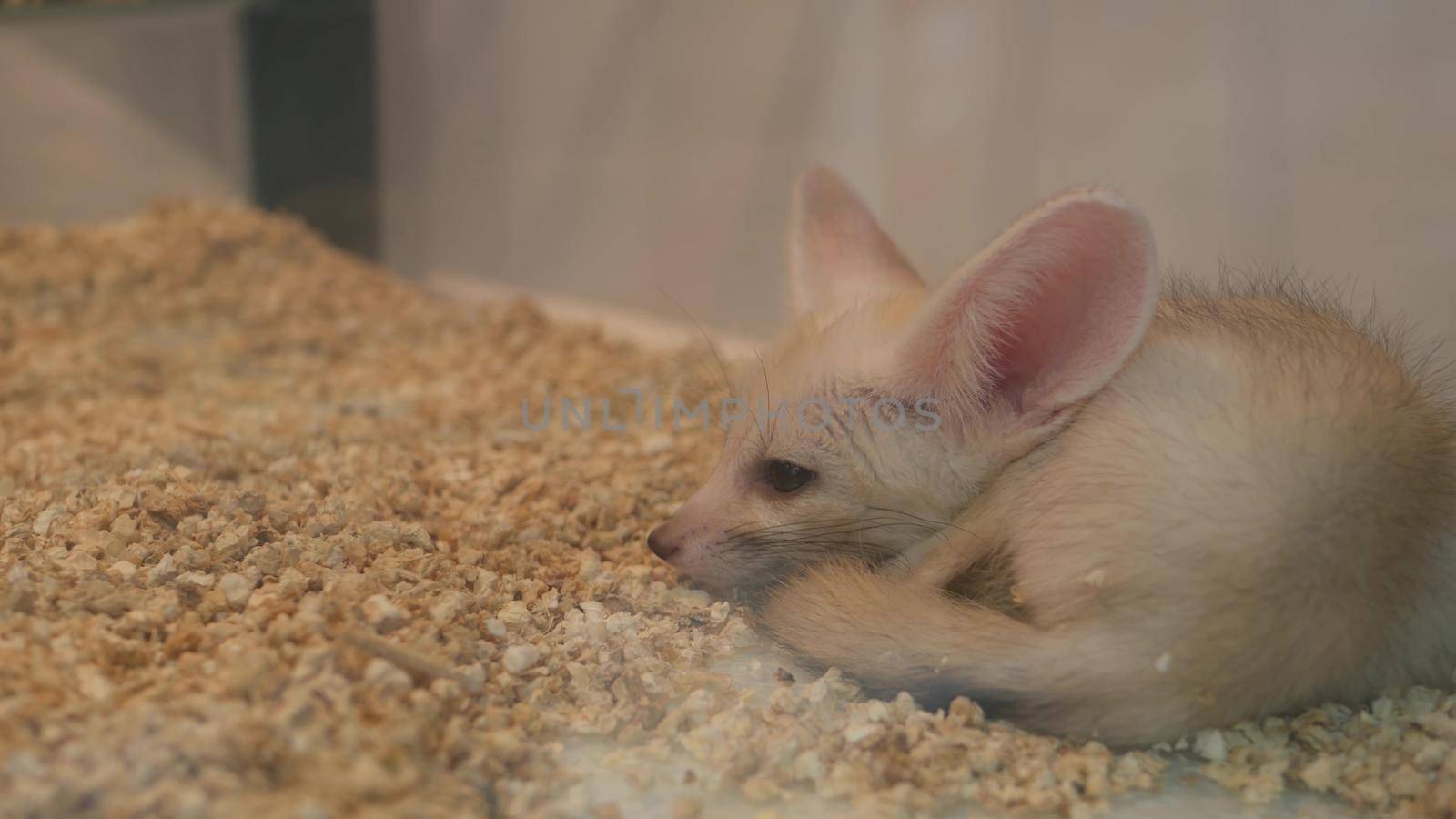 Unhappy fennec lying on cage floor. Cute sad fennec fox lying on wooden pellets while being trapped in cage on Chatuchak Market in Bangkok, Thailand.