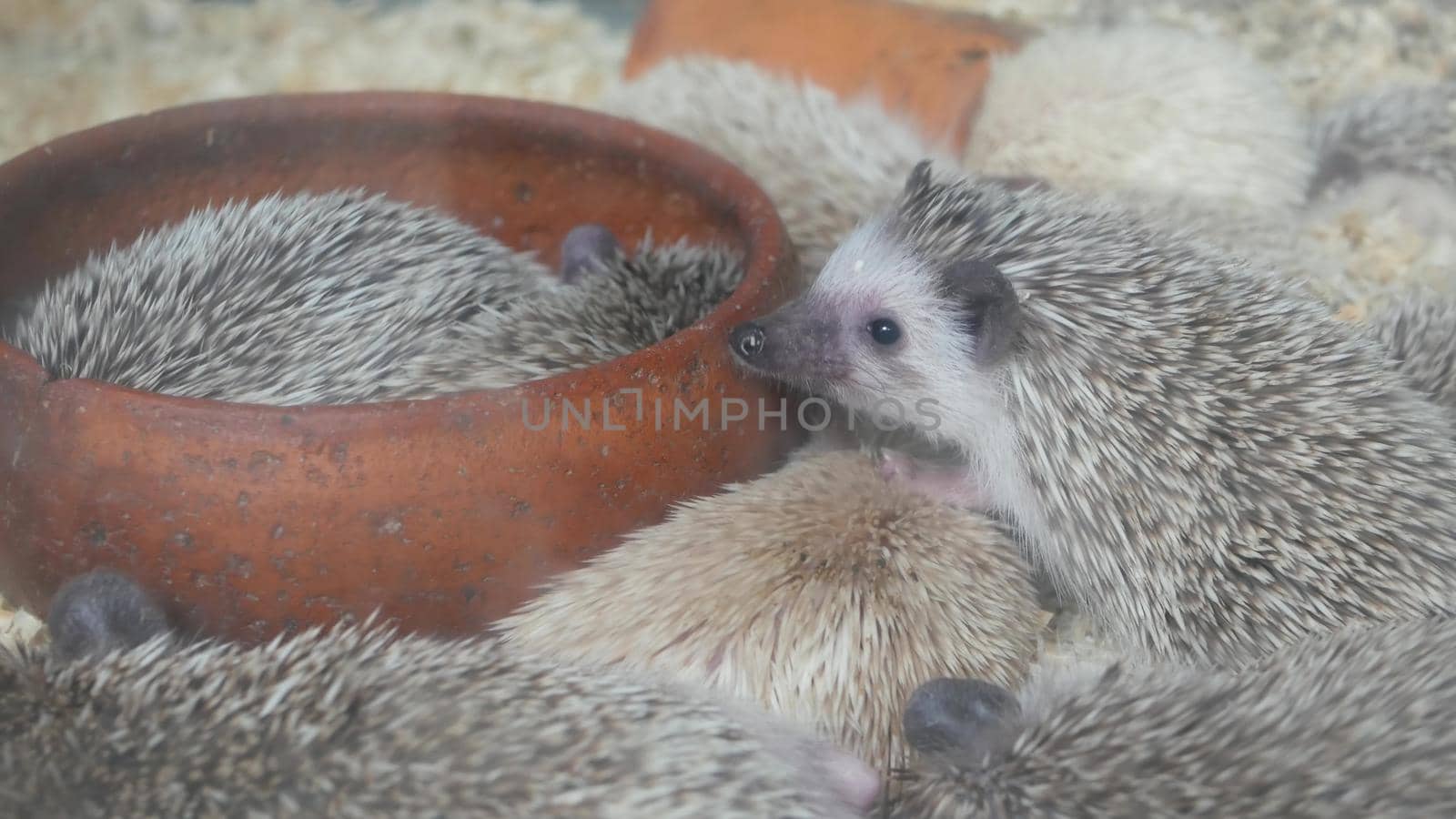 Hungry hedgehogs in overcrowded cage. From above many hungry hedgehogs crowding near empty bowl while being trapped in cage on Chatuchak Market in Bangkok, Thailand by DogoraSun