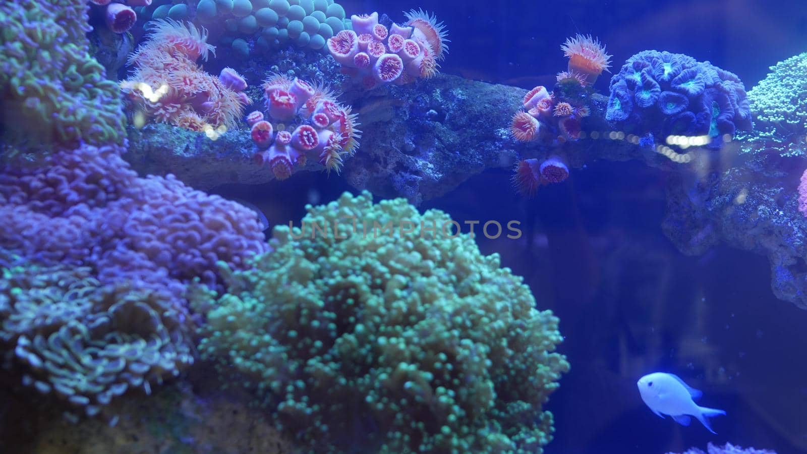Species of soft corals and fishes in lillac aquarium under violet or ultraviolet uv light. Purple fluorescent tropical aquatic paradise exotic background, coral in pink vibrant fantasy decorative tank by DogoraSun