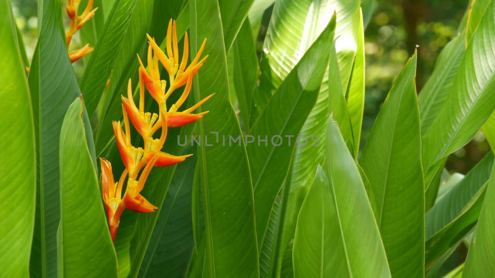 Blurred close up macro of colorful tropical flower in spring garden with tender petals among sunny lush foliage. Abstract natural exotic background with copy space. Floral blossom and leaves pattern.