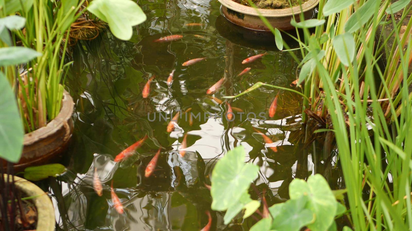 Natural greenery background. Vibrant Colorful Japanese Koi Carp fish swimming in traditional garden lake or pond. Chinese Fancy Carps under water surface. Oriental symbols of fortune and good luck