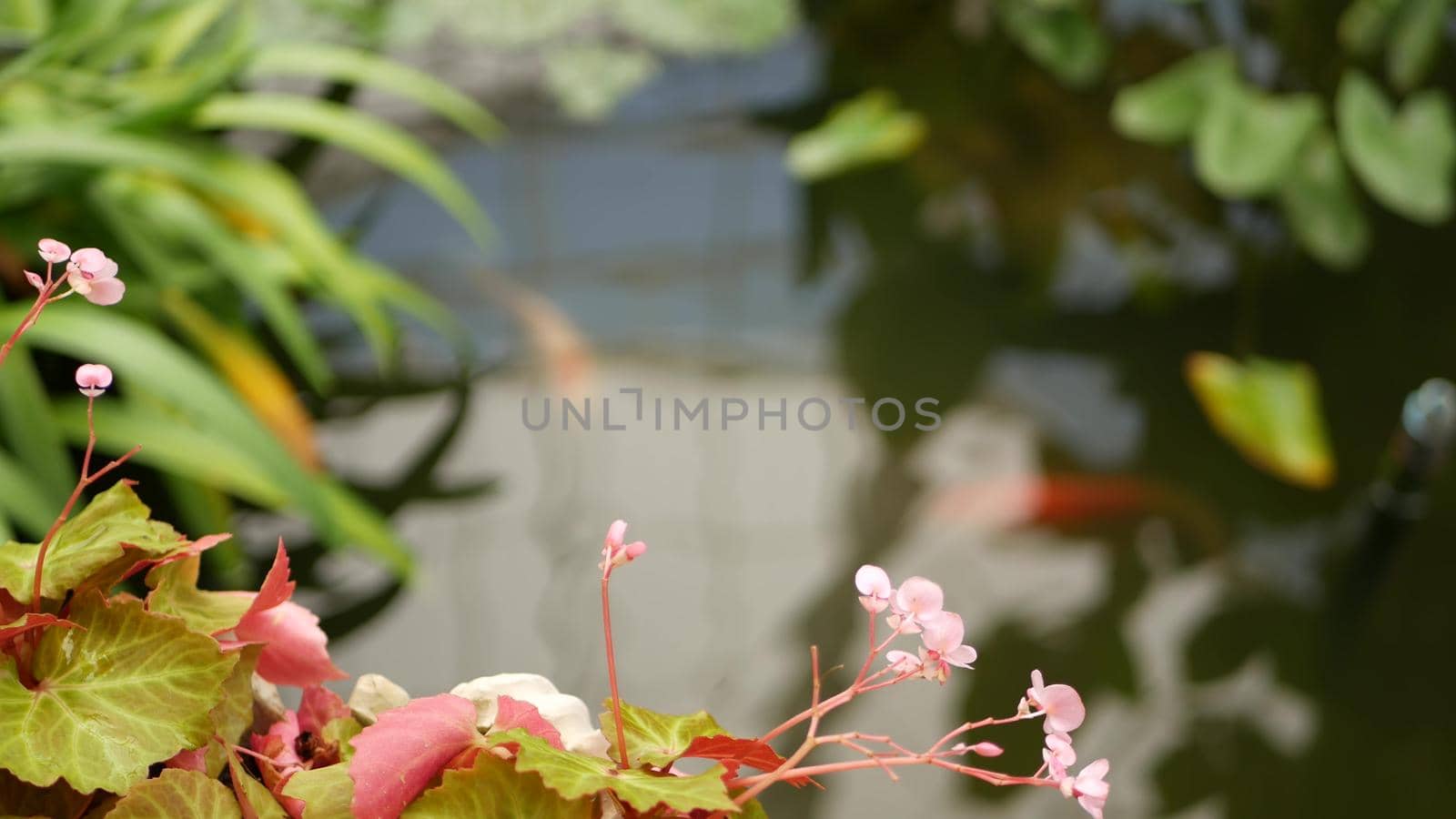 Green plants in tropical pond. Various green exotic plants growing in calm tropical lake or river on sunny day in park.