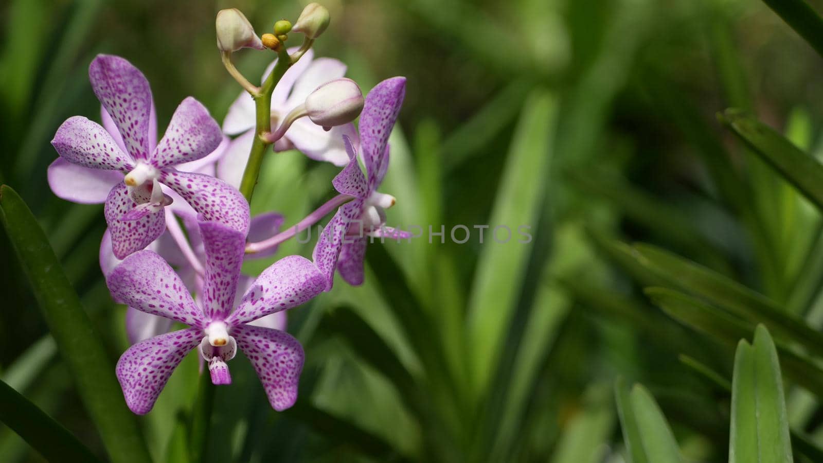 Blurred macro close up, colorful tropical orchid flower in spring garden, tender petals among sunny lush foliage. Abstract natural exotic background with copy space. Floral blossom and leaves pattern by DogoraSun