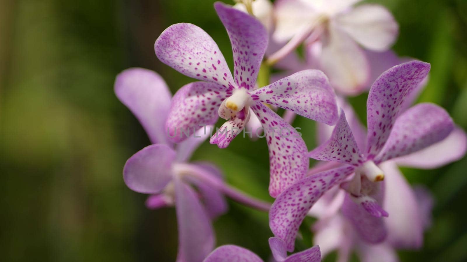 Blurred macro close up, colorful tropical orchid flower in spring garden, tender petals among sunny lush foliage. Abstract natural exotic background with copy space. Floral blossom and leaves pattern.