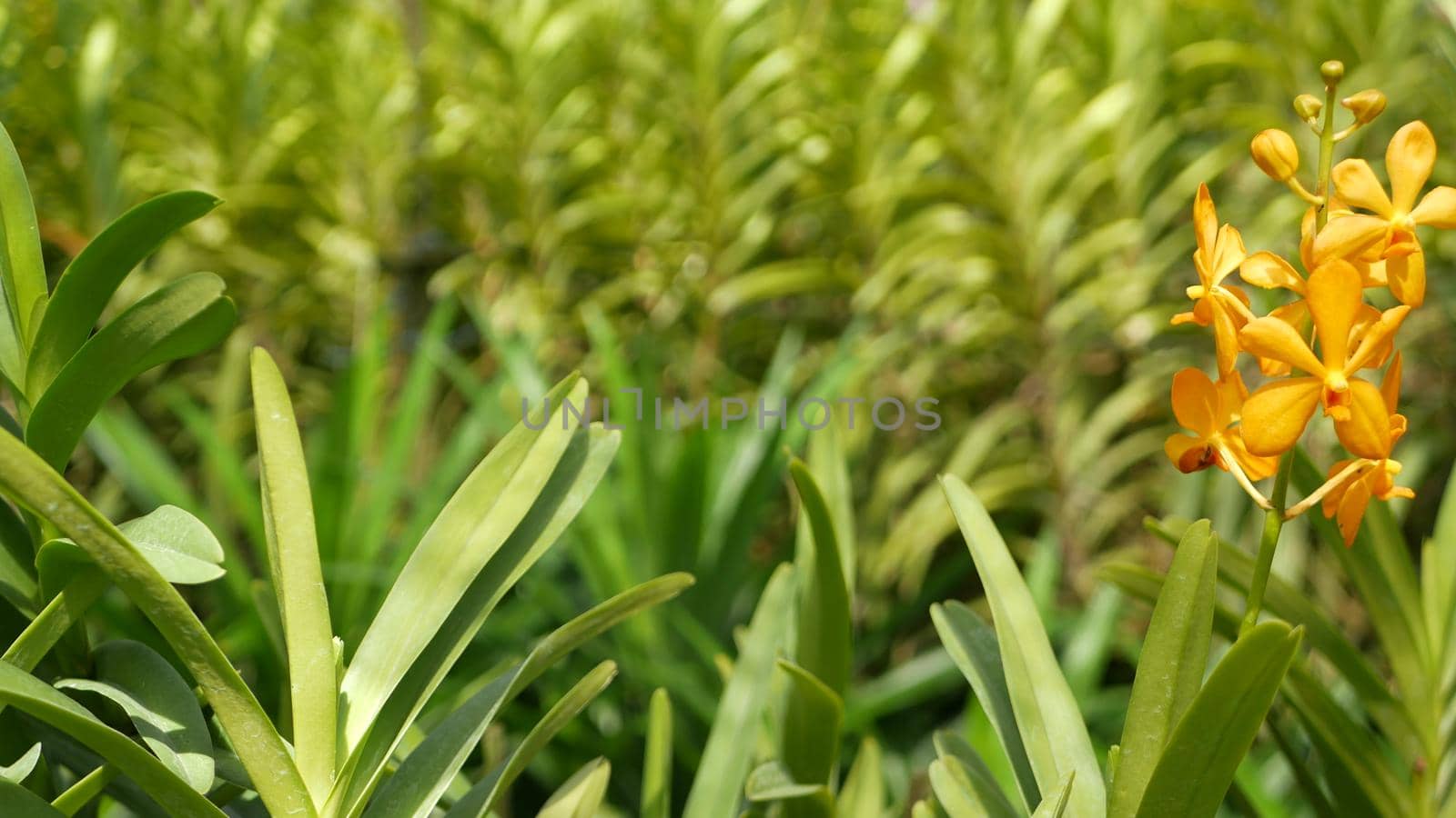 Blurred macro close up, colorful tropical orchid flower in spring garden, tender petals among sunny lush foliage. Abstract natural exotic background with copy space. Floral blossom and leaves pattern.