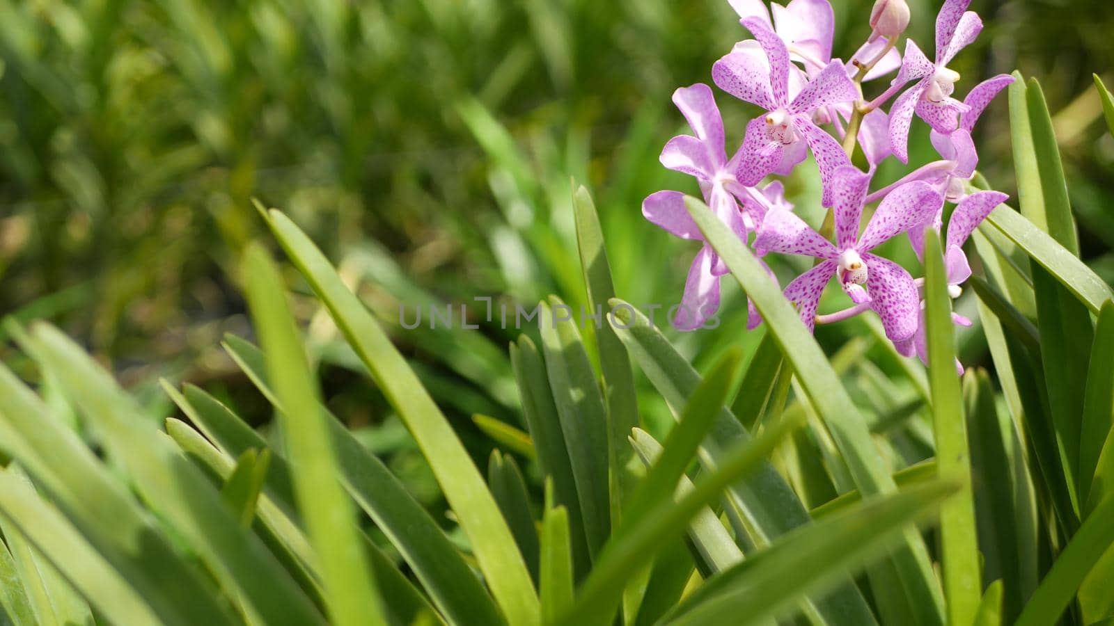 Blurred macro close up, colorful tropical orchid flower in spring garden, tender petals among sunny lush foliage. Abstract natural exotic background with copy space. Floral blossom and leaves pattern.