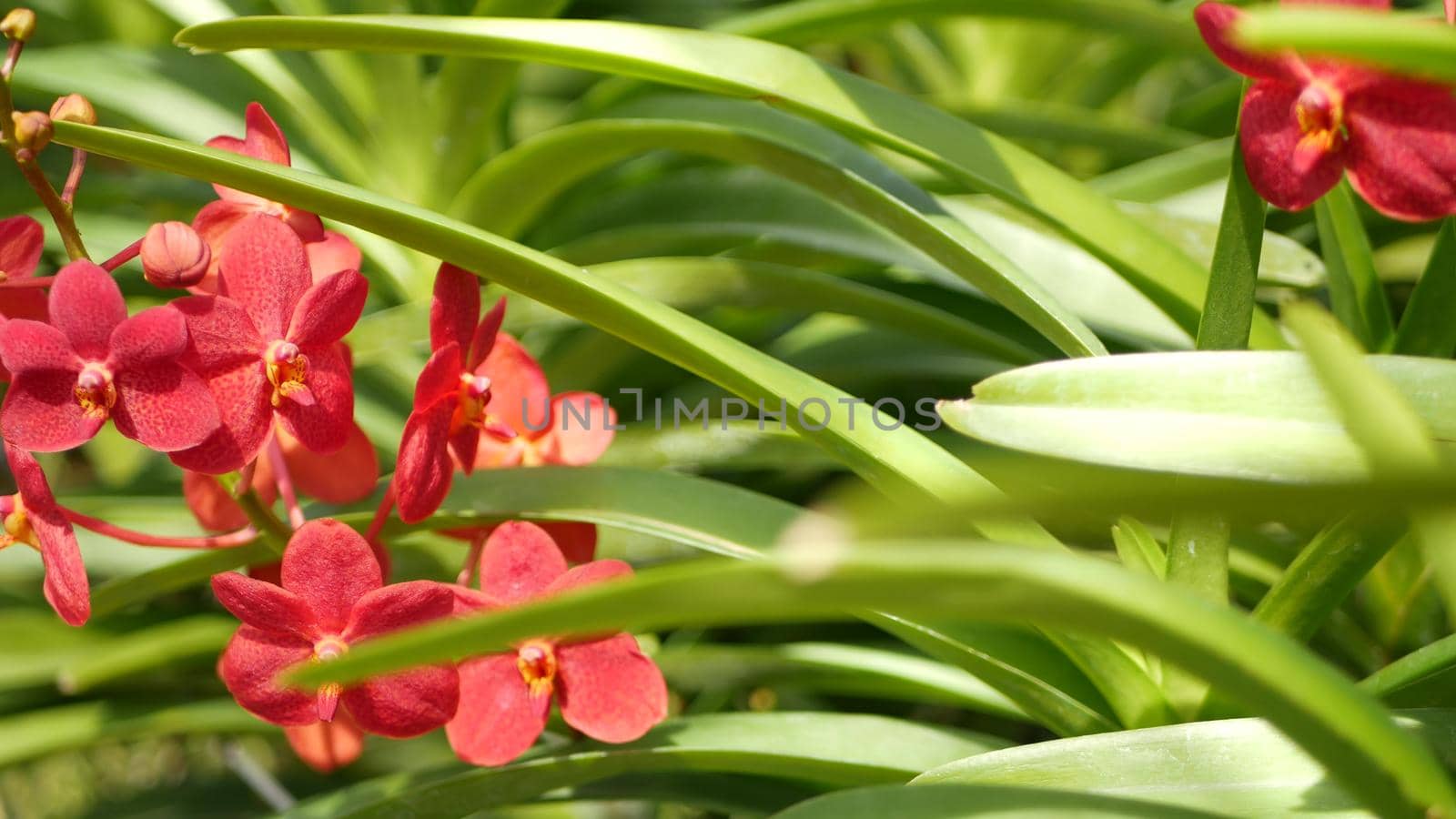 Blurred macro close up, colorful tropical orchid flower in spring garden, tender petals among sunny lush foliage. Abstract natural exotic background with copy space. Floral blossom and leaves pattern.