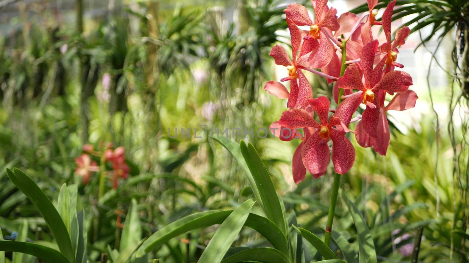 Blurred macro close up, colorful tropical orchid flower in spring garden, tender petals among sunny lush foliage. Abstract natural exotic background with copy space. Floral blossom and leaves pattern.